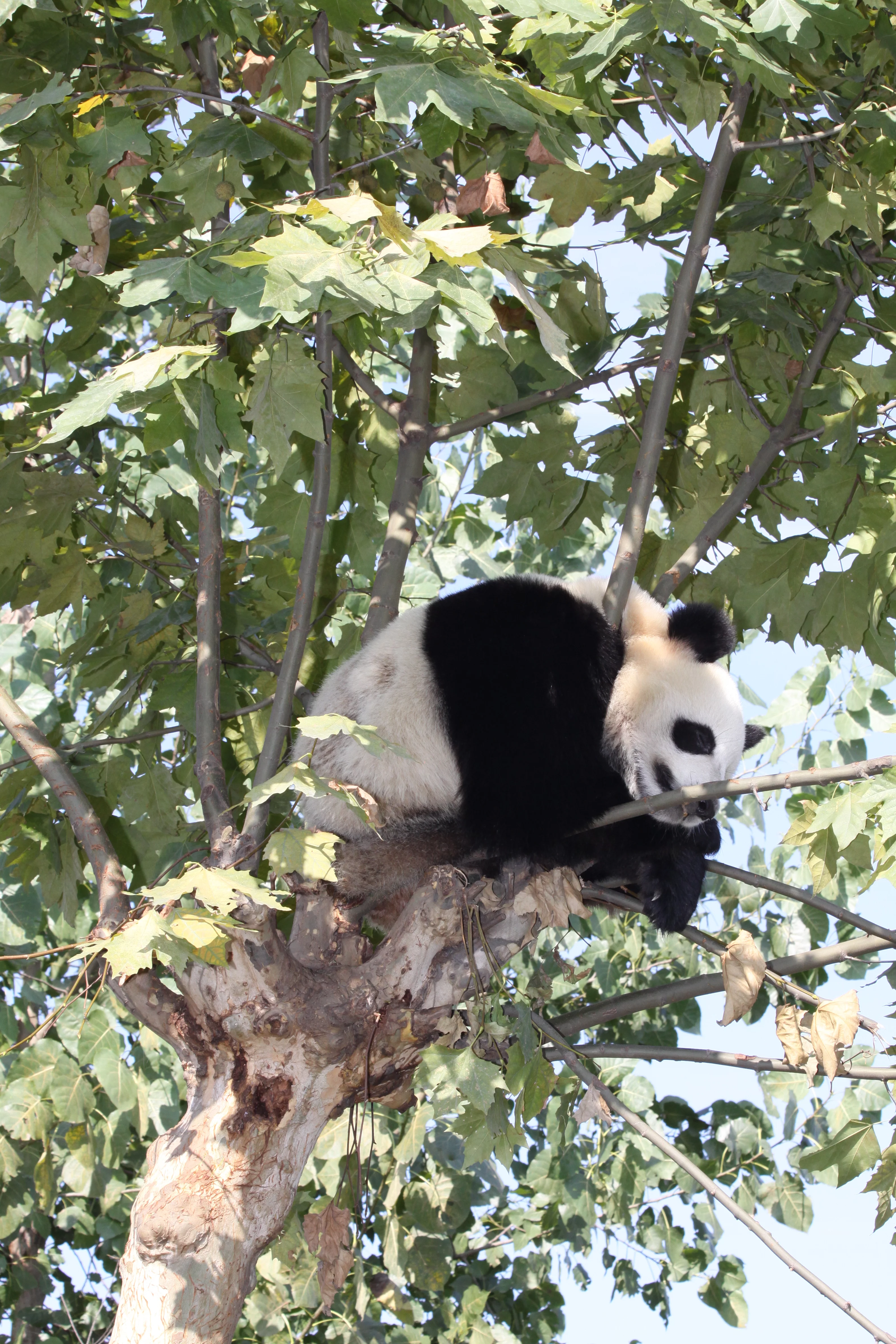 Chengdu Research Base of Giant Panda Breeding