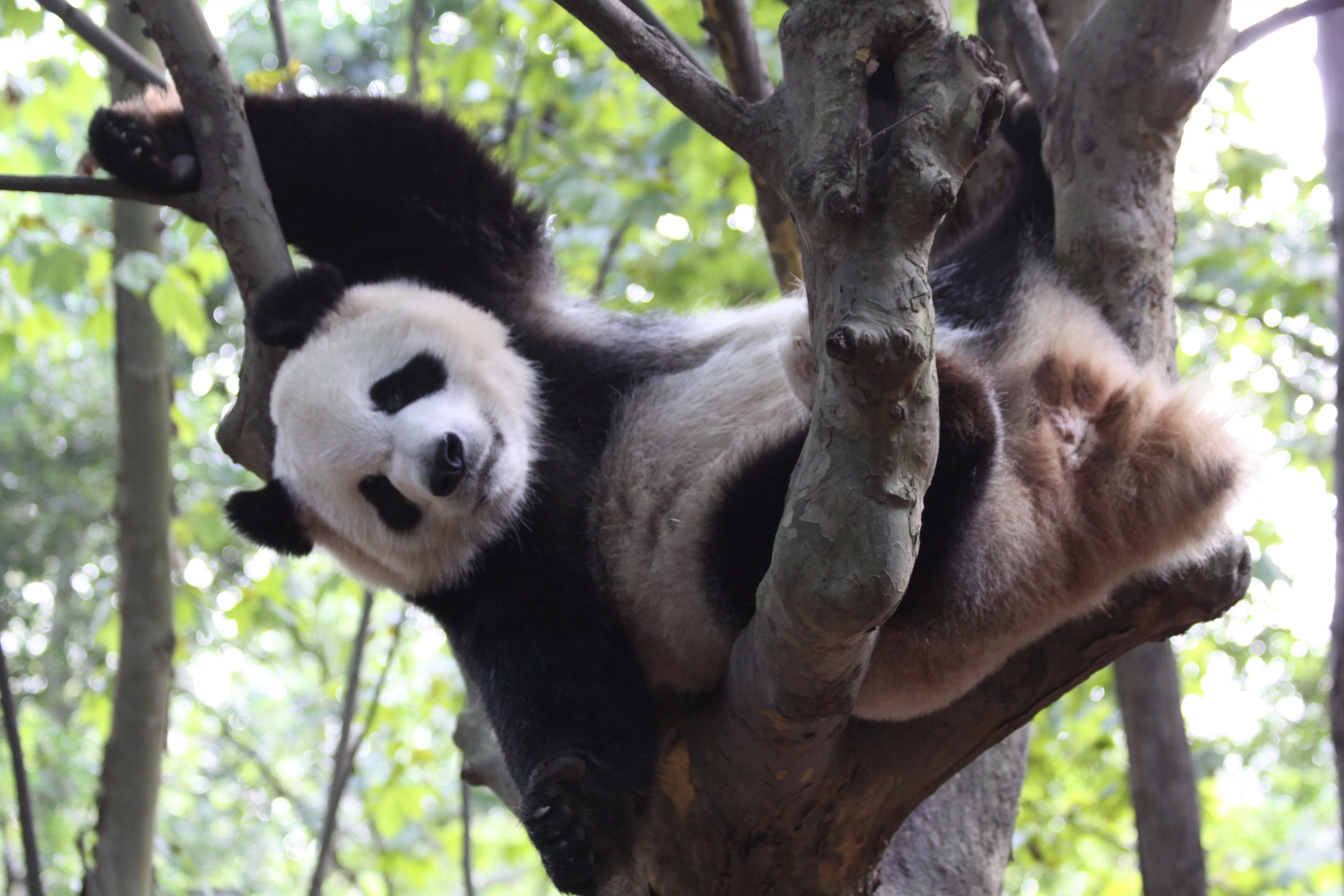 Chengdu Research Base of Giant Panda Breeding