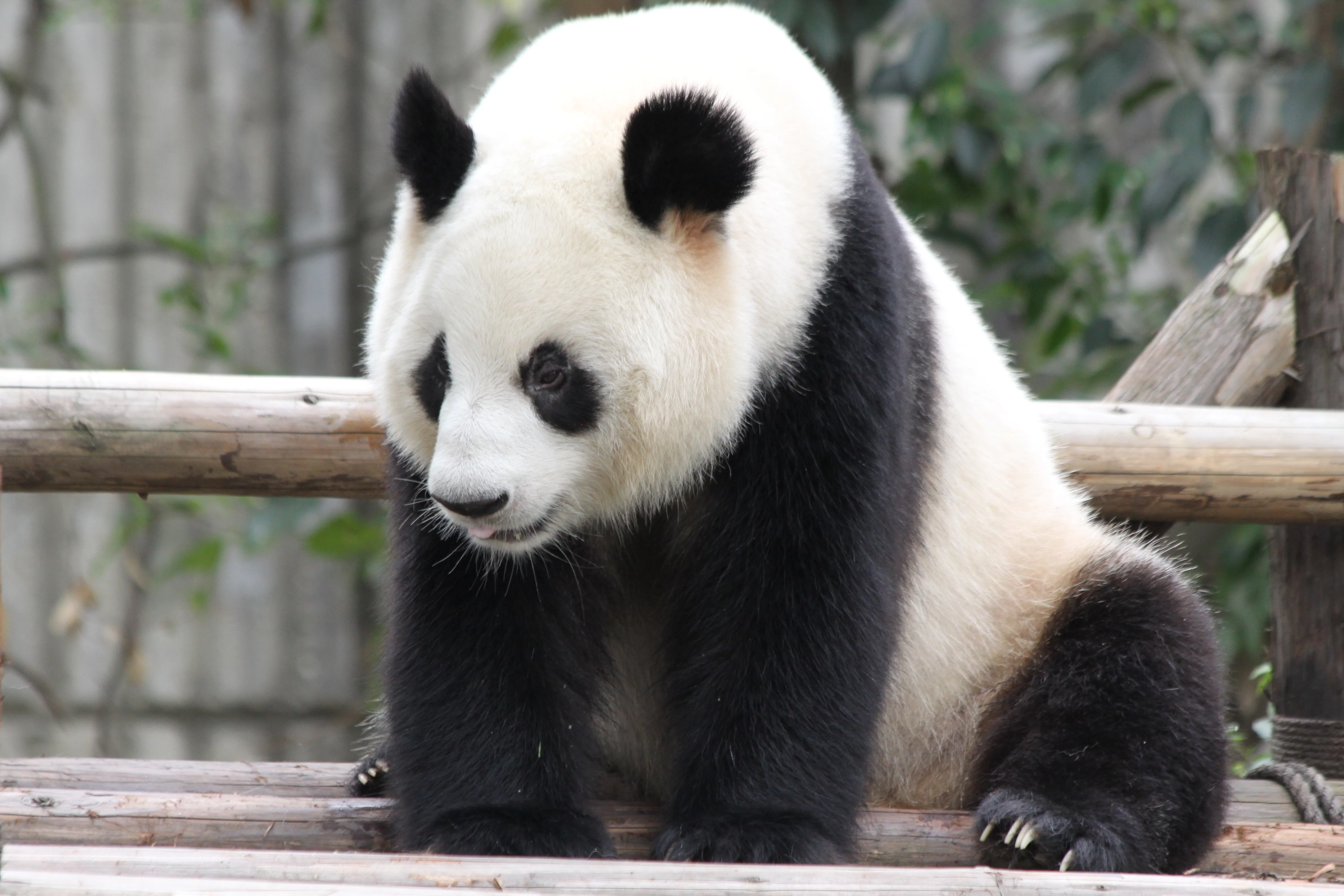 Chengdu Research Base of Giant Panda Breeding