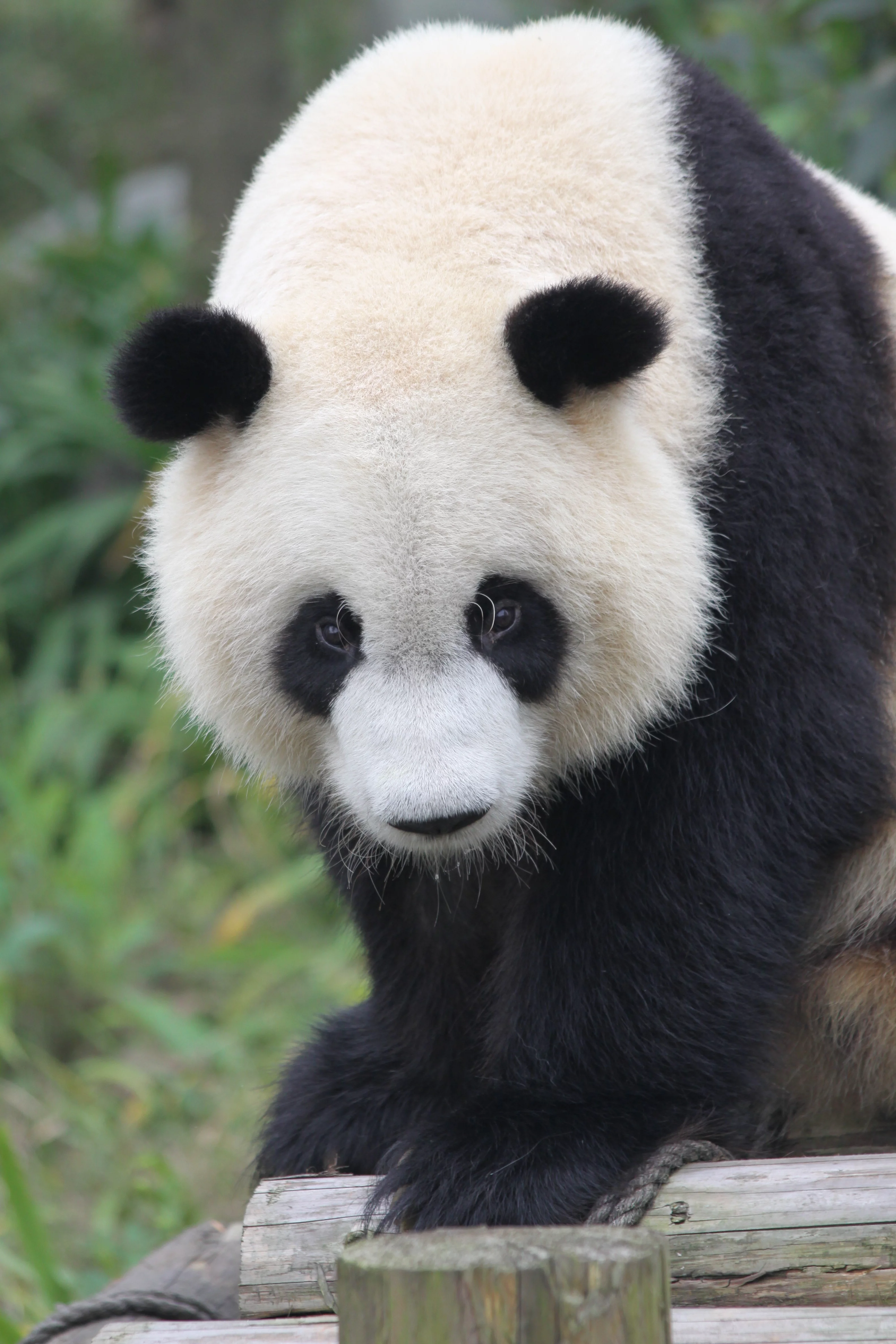 Chengdu Research Base of Giant Panda Breeding