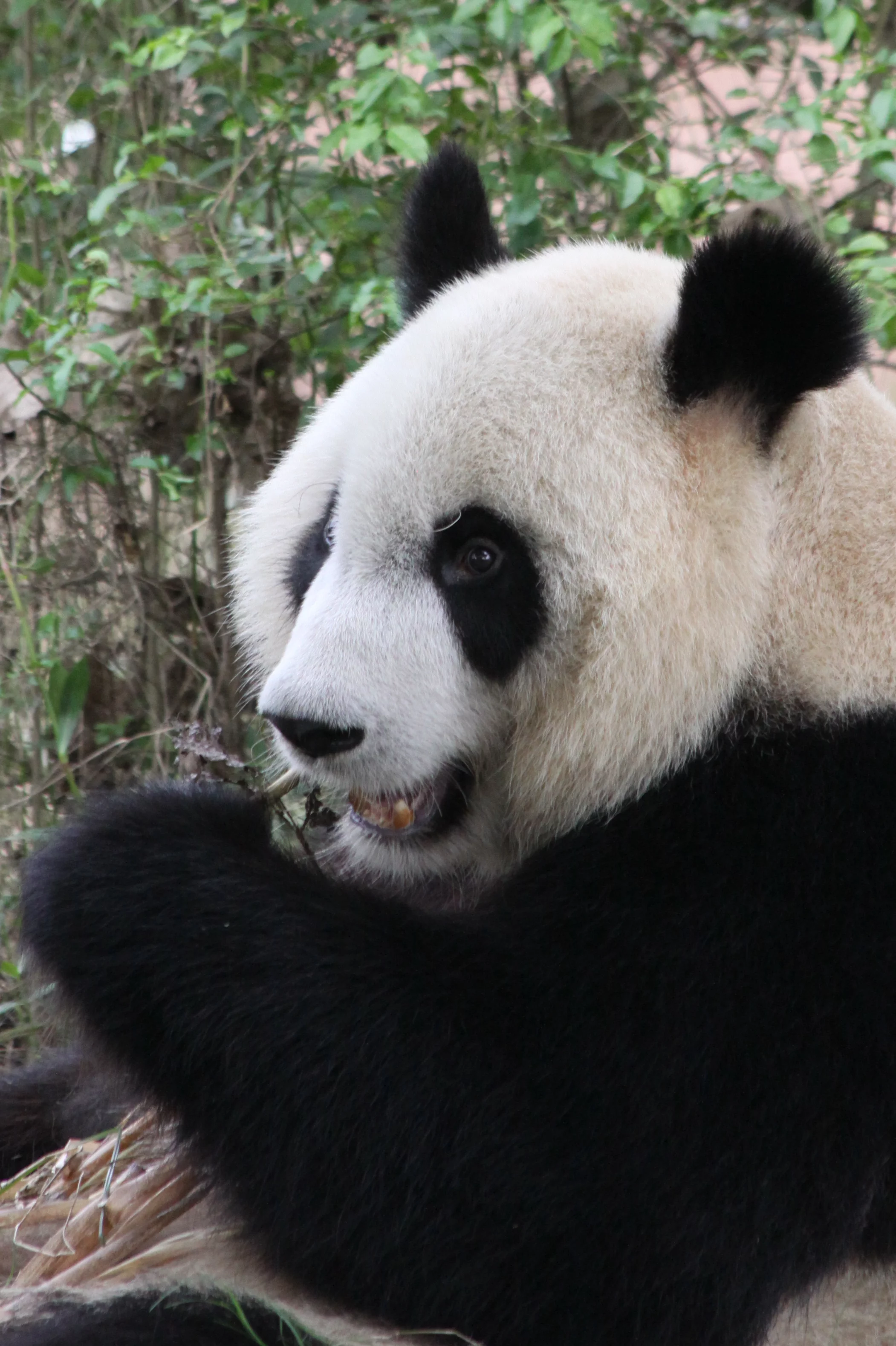 Chengdu Research Base of Giant Panda Breeding