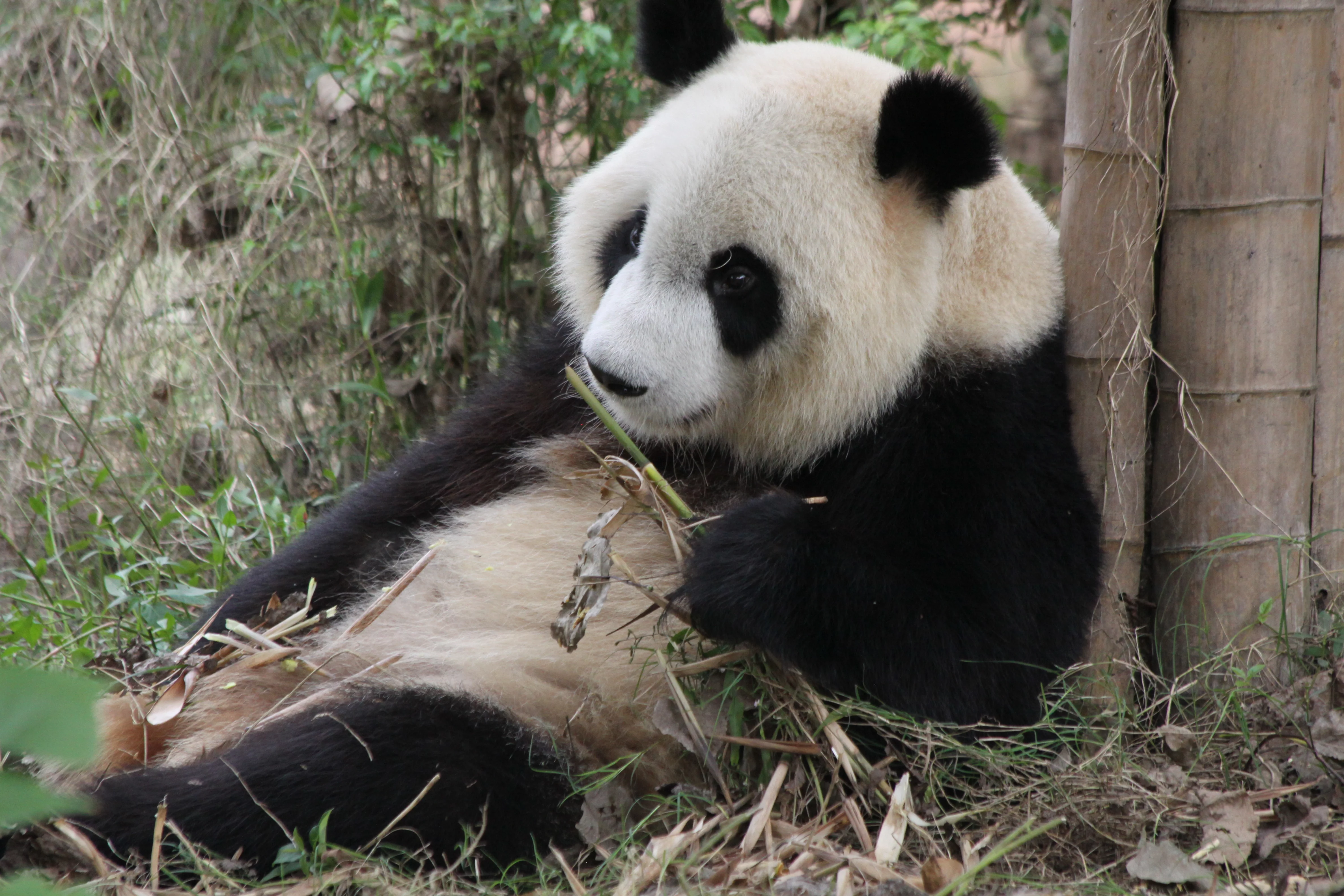 Chengdu Research Base of Giant Panda Breeding