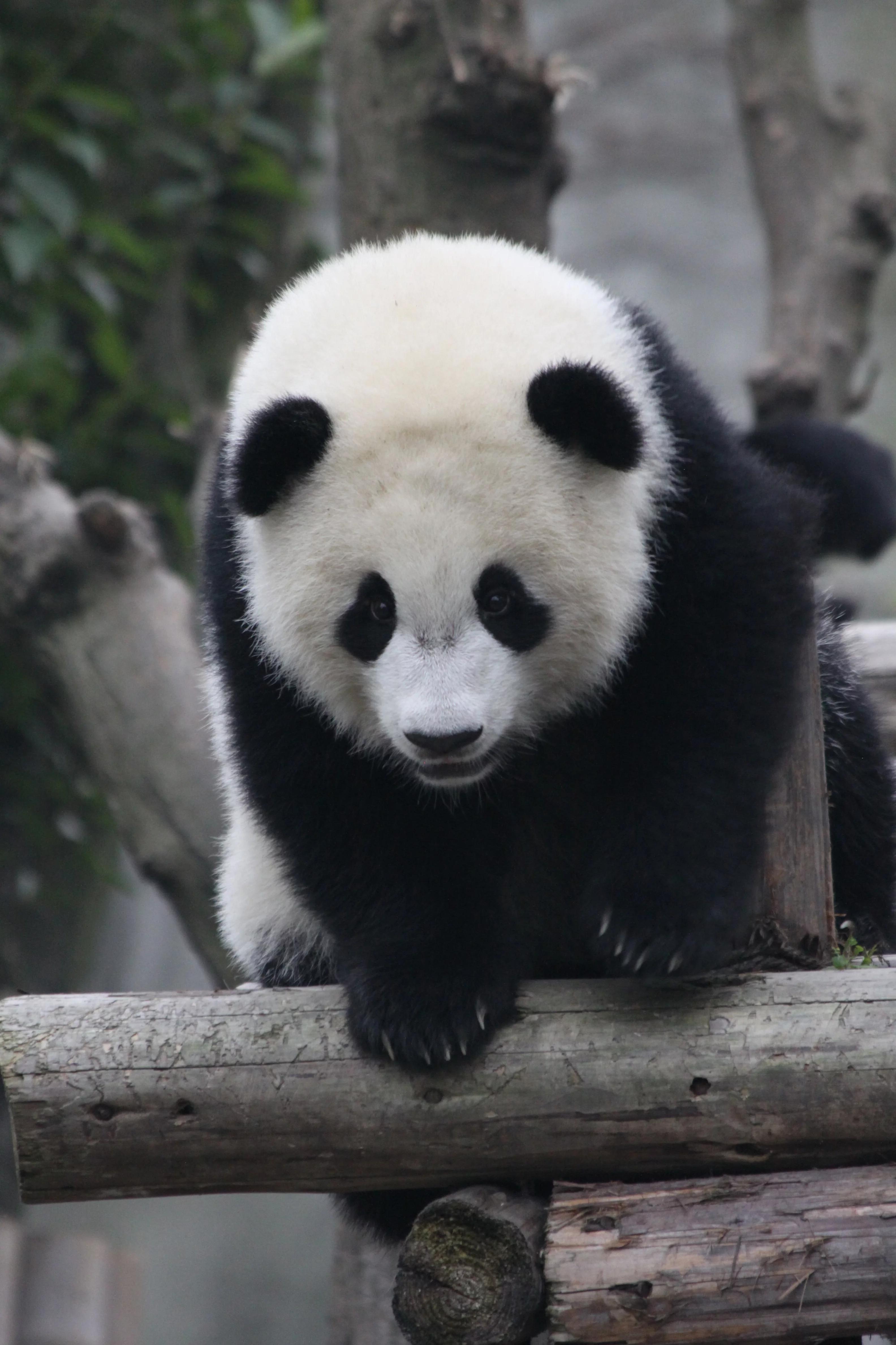 Chengdu Research Base of Giant Panda Breeding
