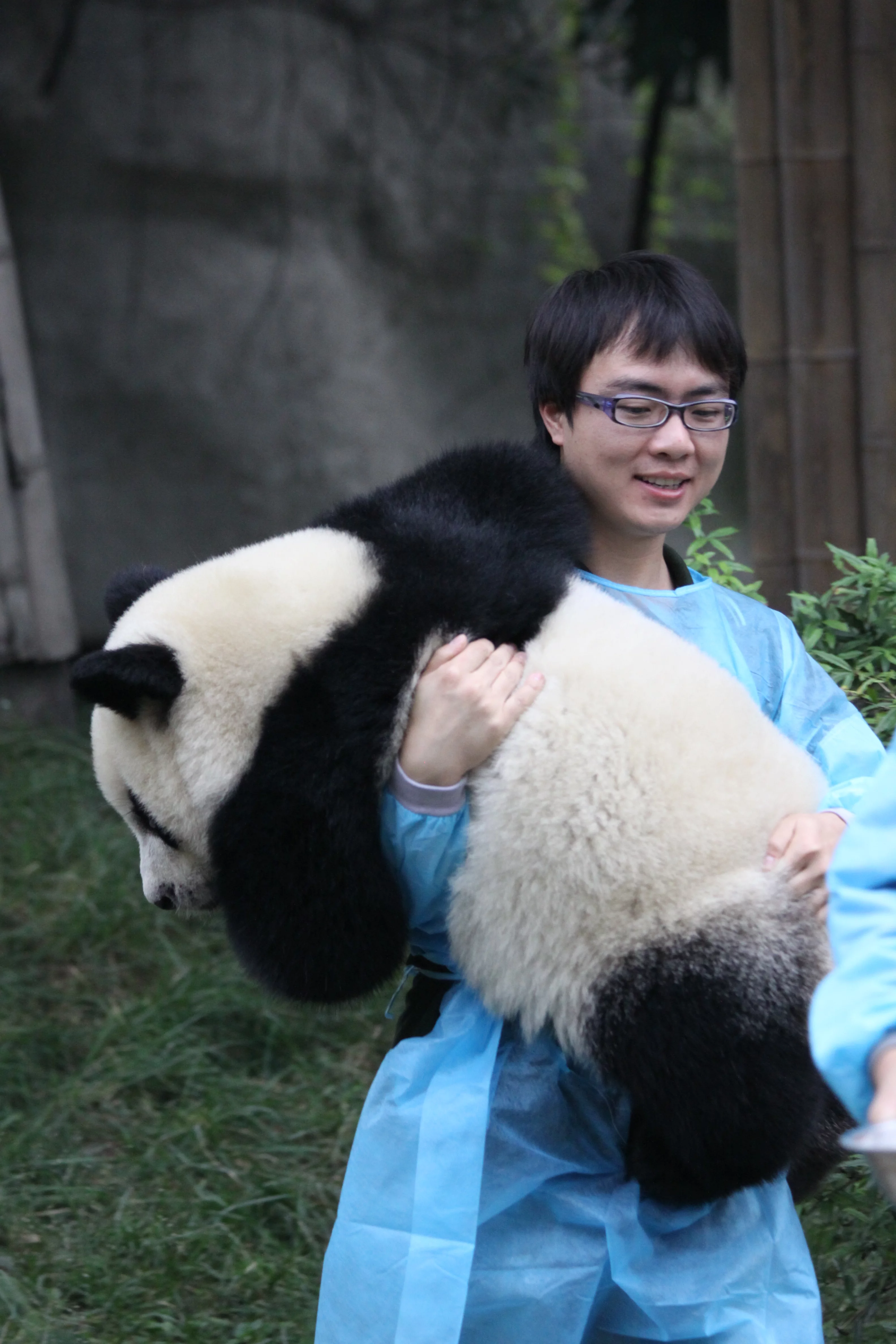 Chengdu Research Base of Giant Panda Breeding