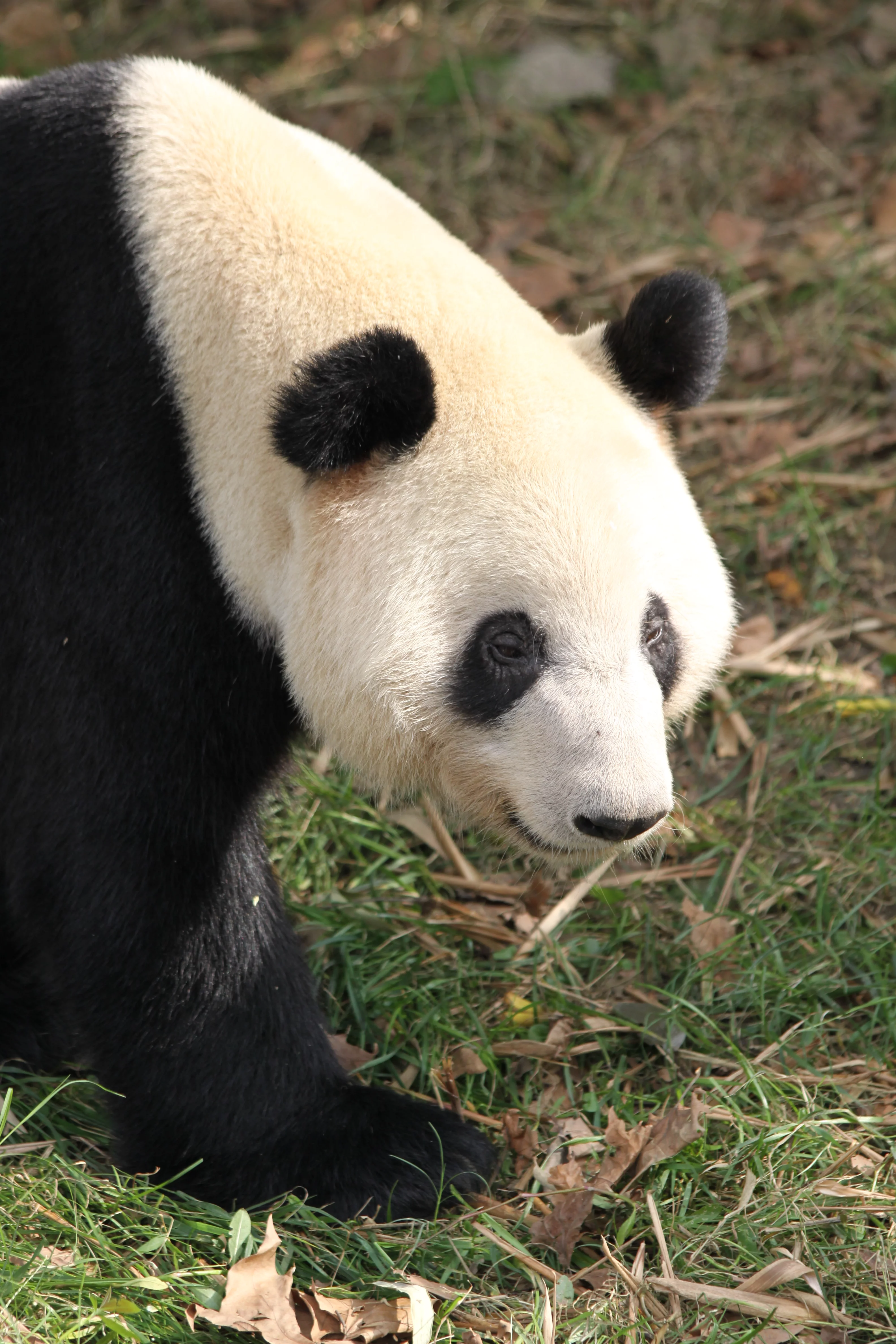 Chengdu Research Base of Giant Panda Breeding