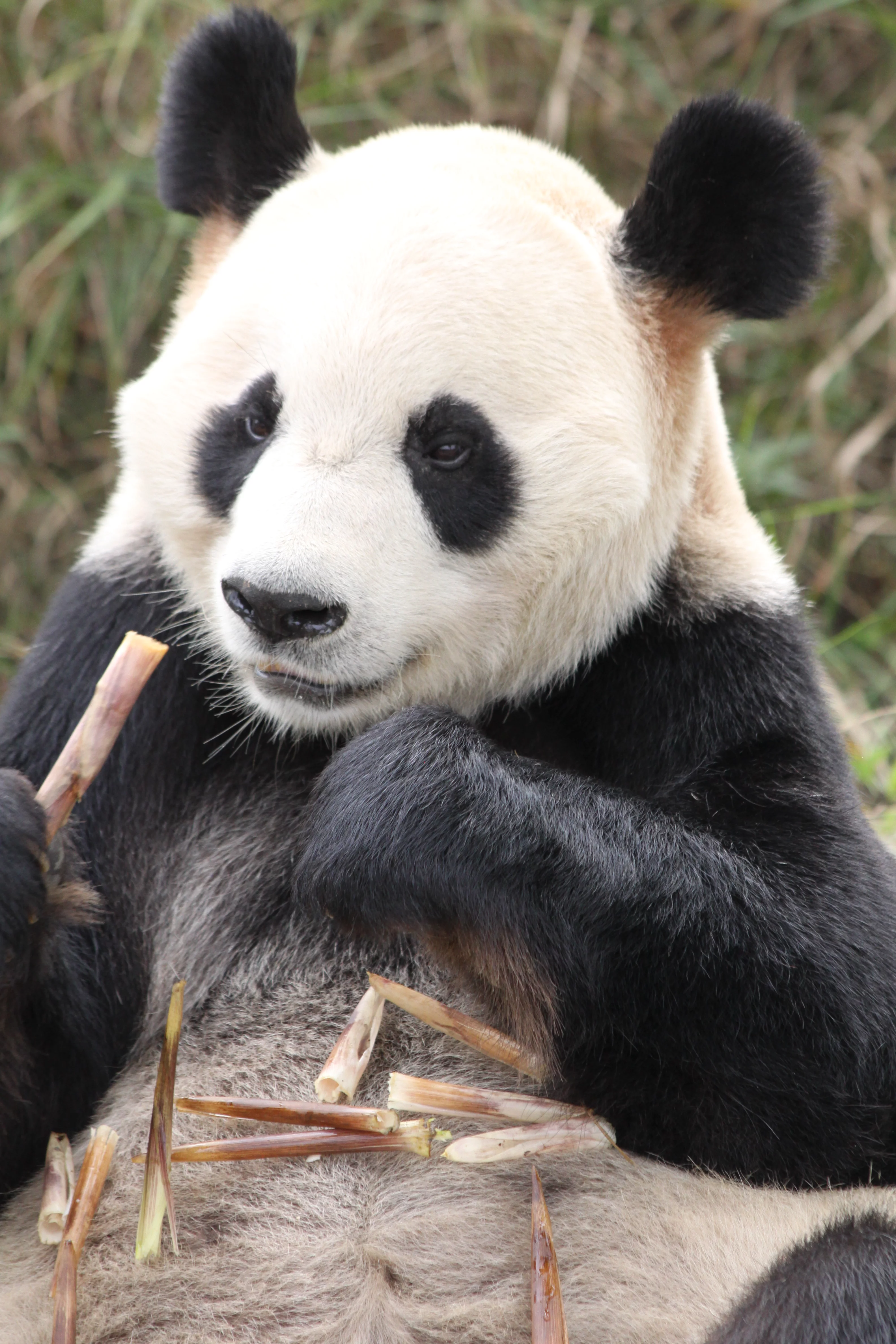 Chengdu Research Base of Giant Panda Breeding