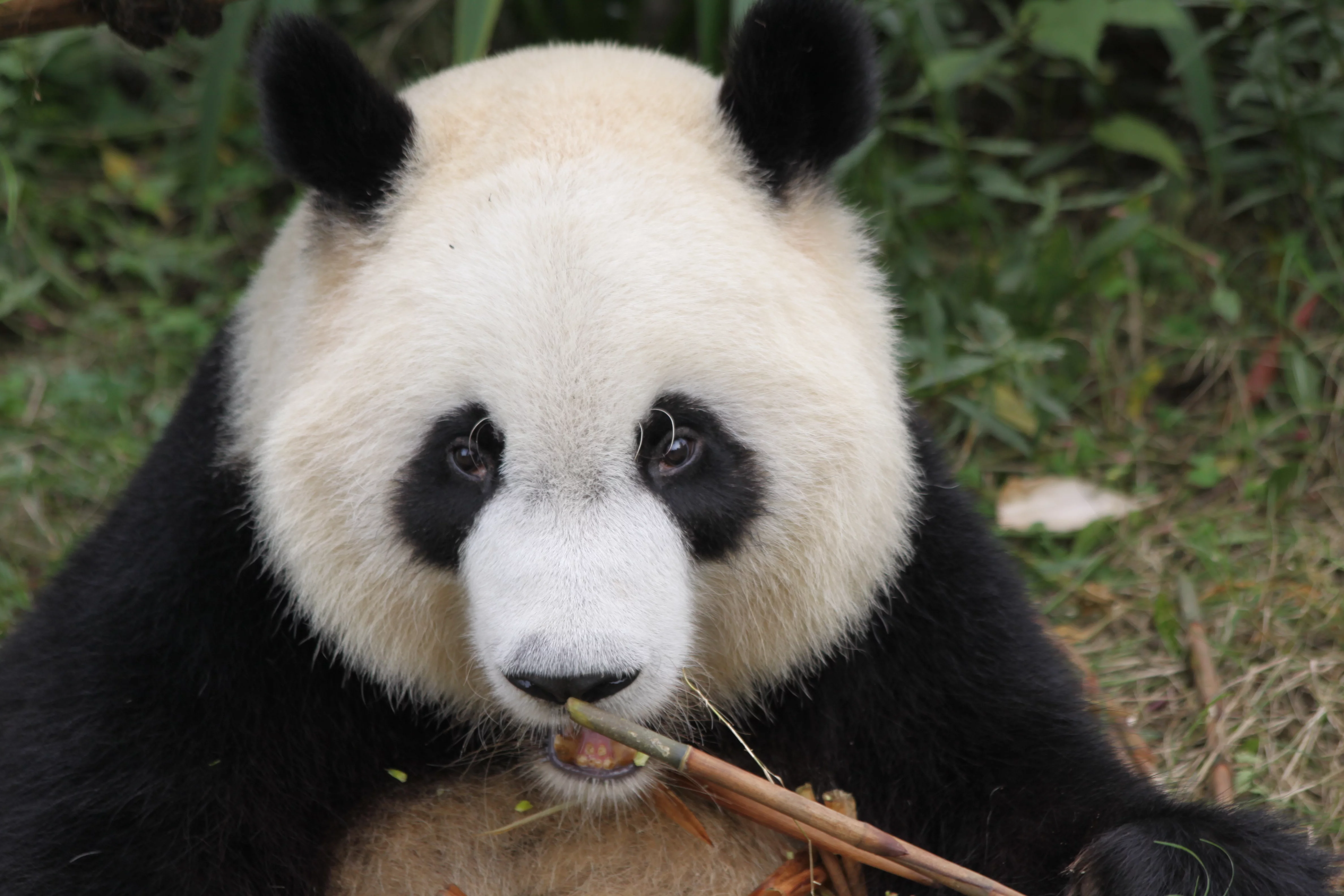Chengdu Research Base of Giant Panda Breeding