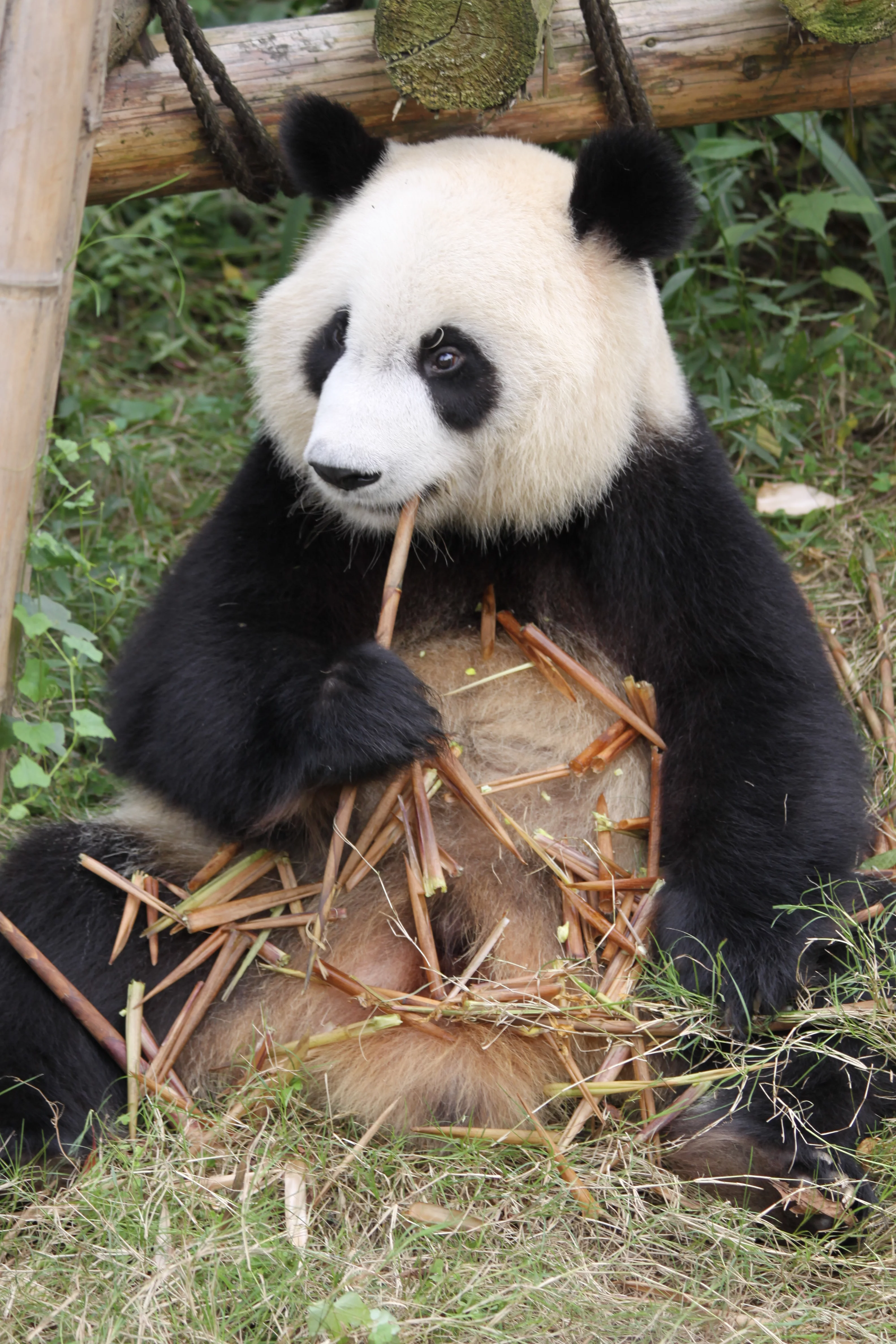 Chengdu Research Base of Giant Panda Breeding