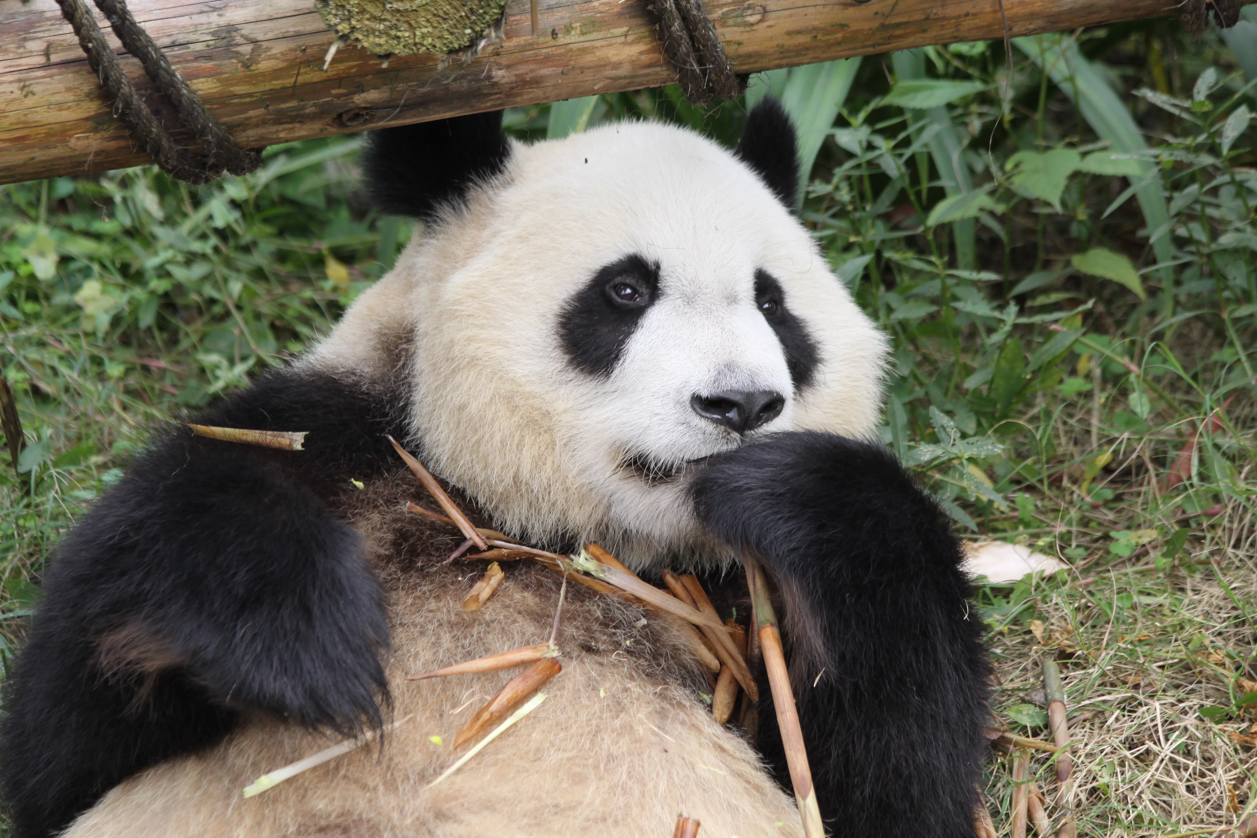 Chengdu Research Base of Giant Panda Breeding
