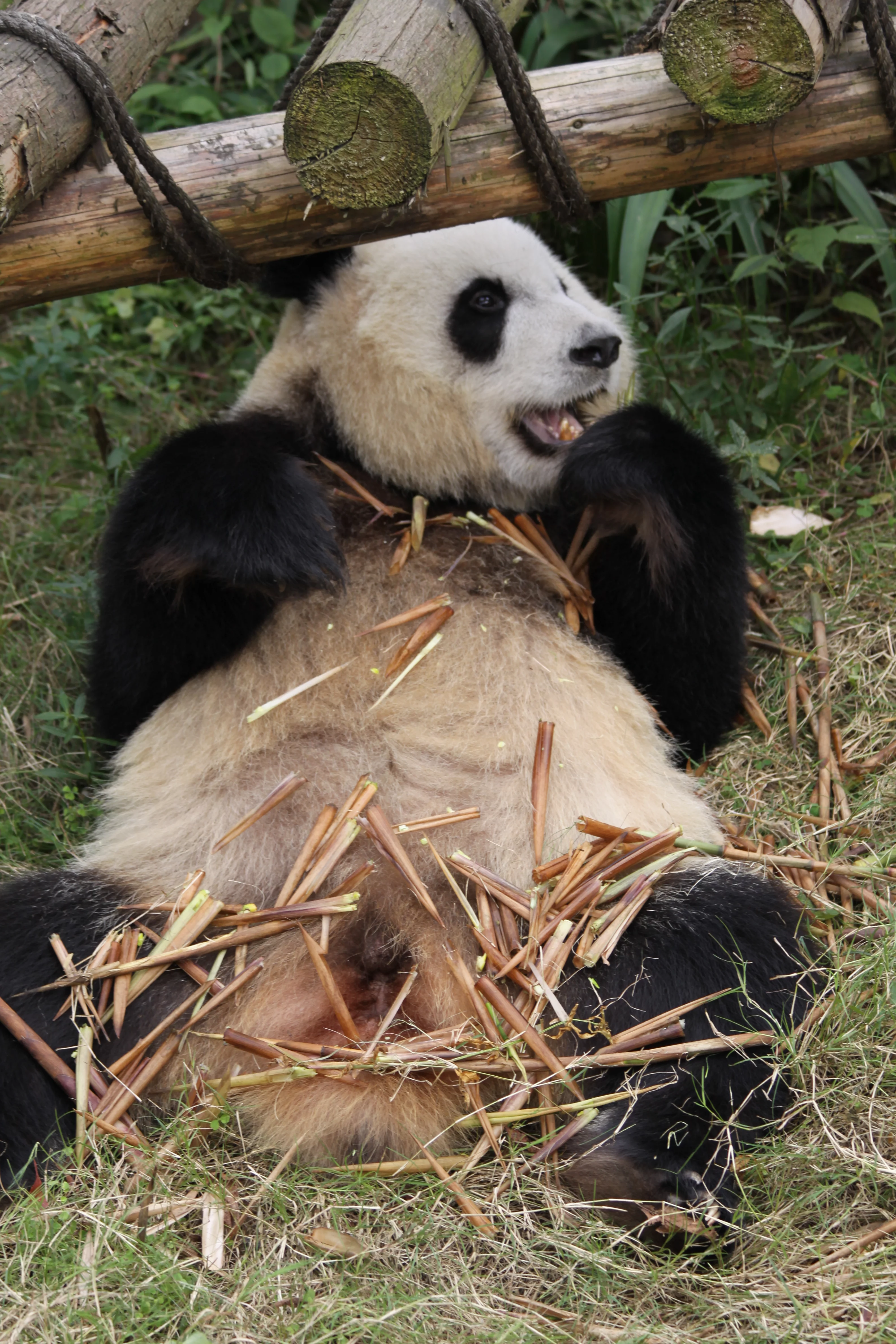 Chengdu Research Base of Giant Panda Breeding