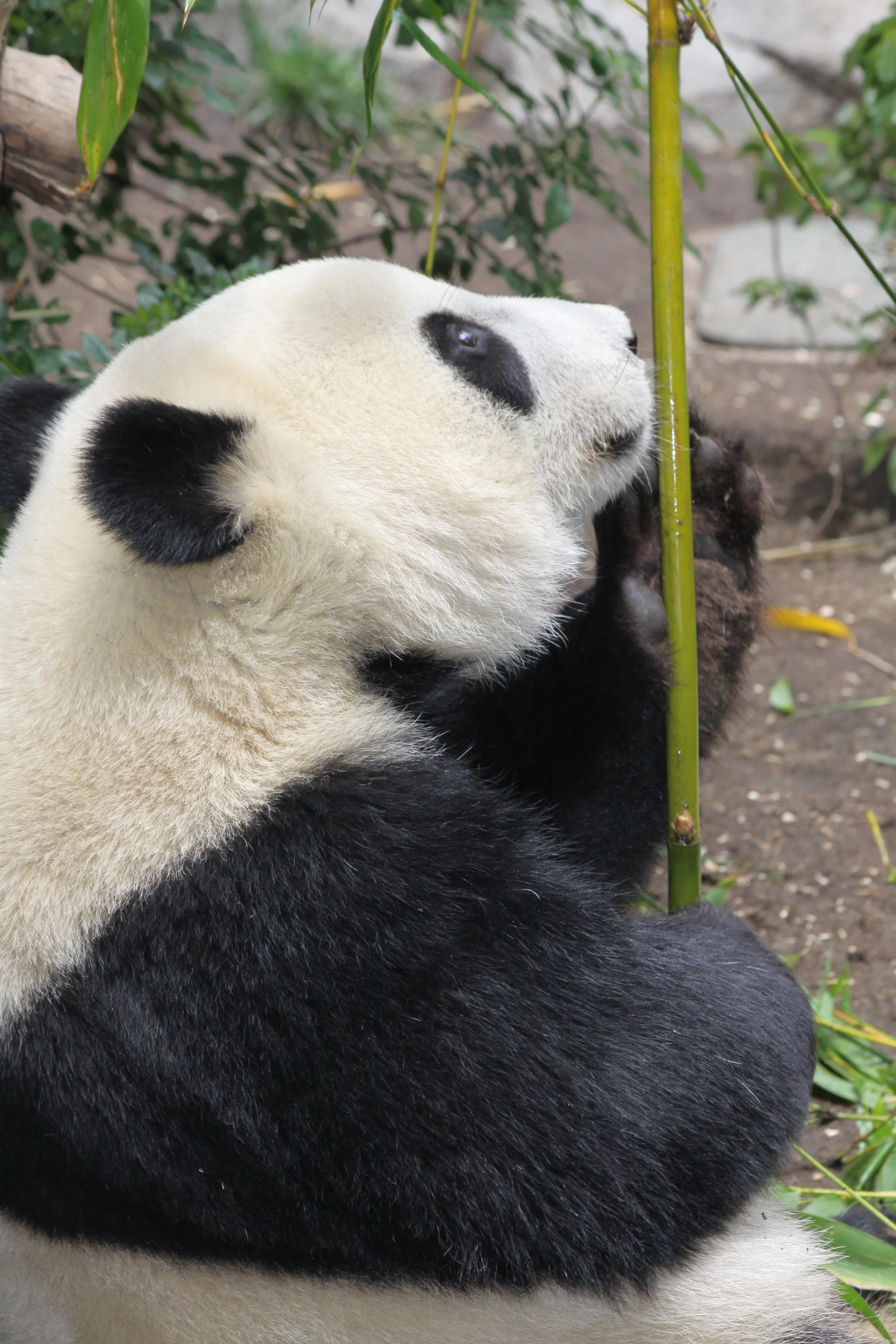 San Diego Zoo