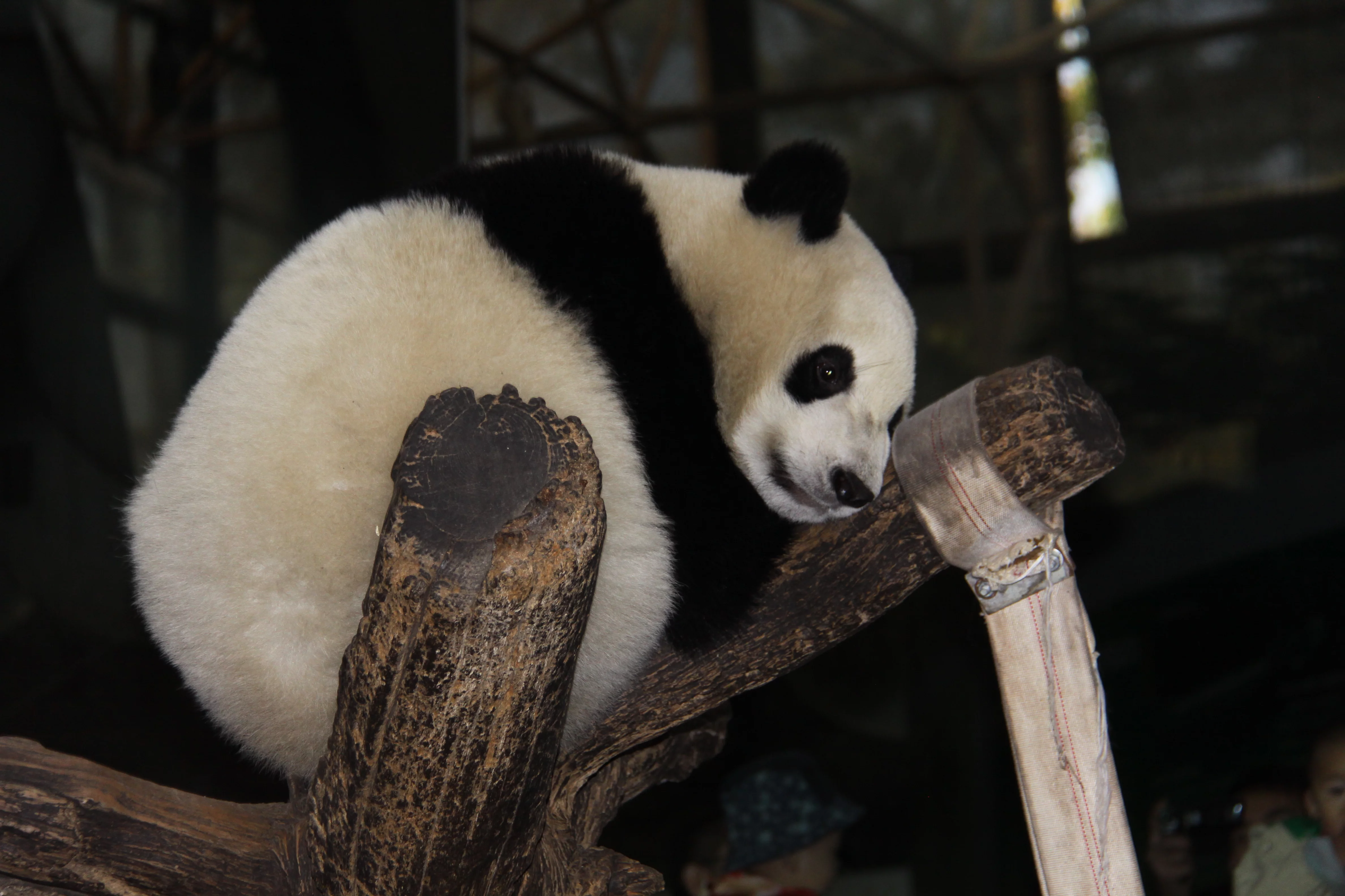 Beijing Zoo