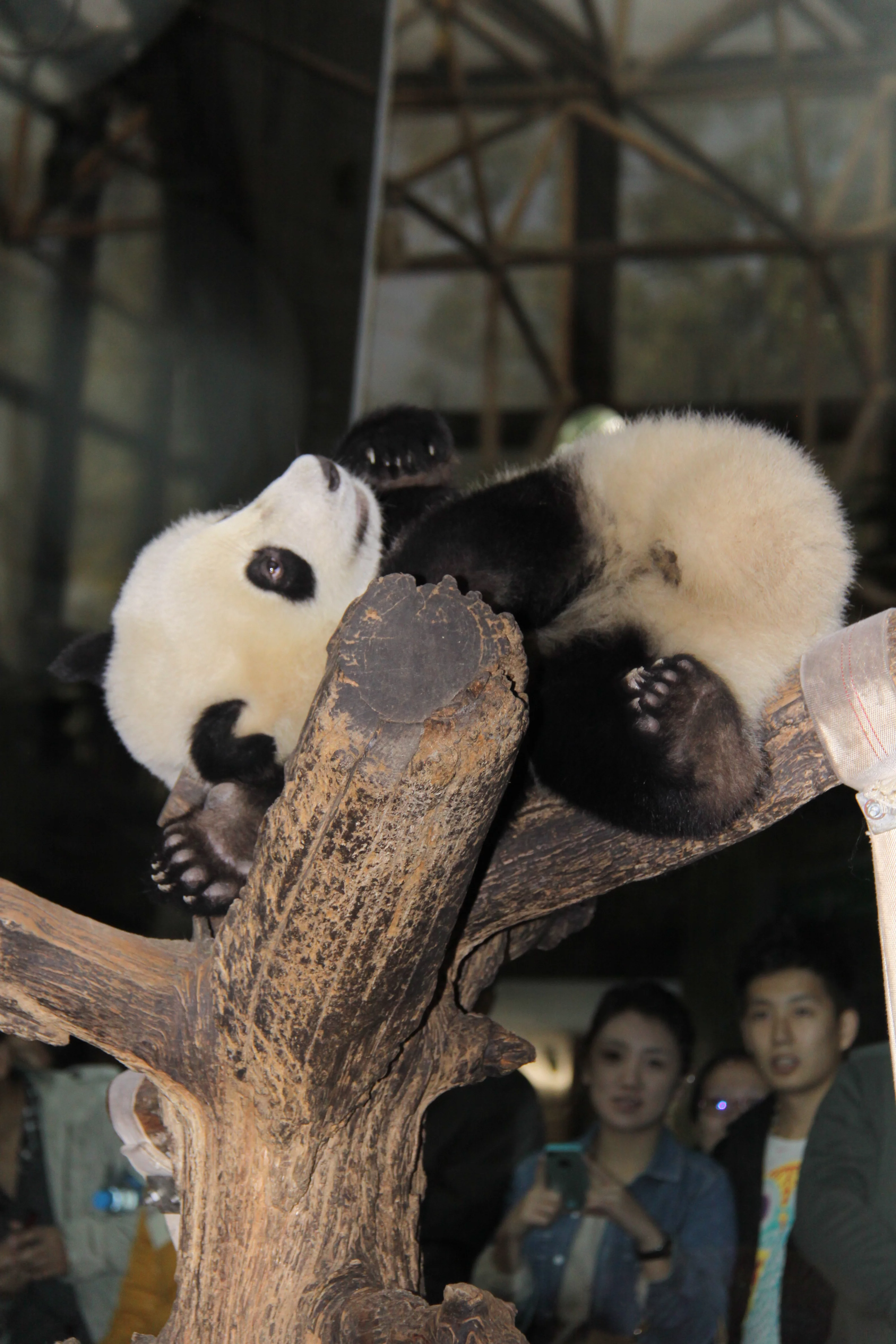 Beijing Zoo
