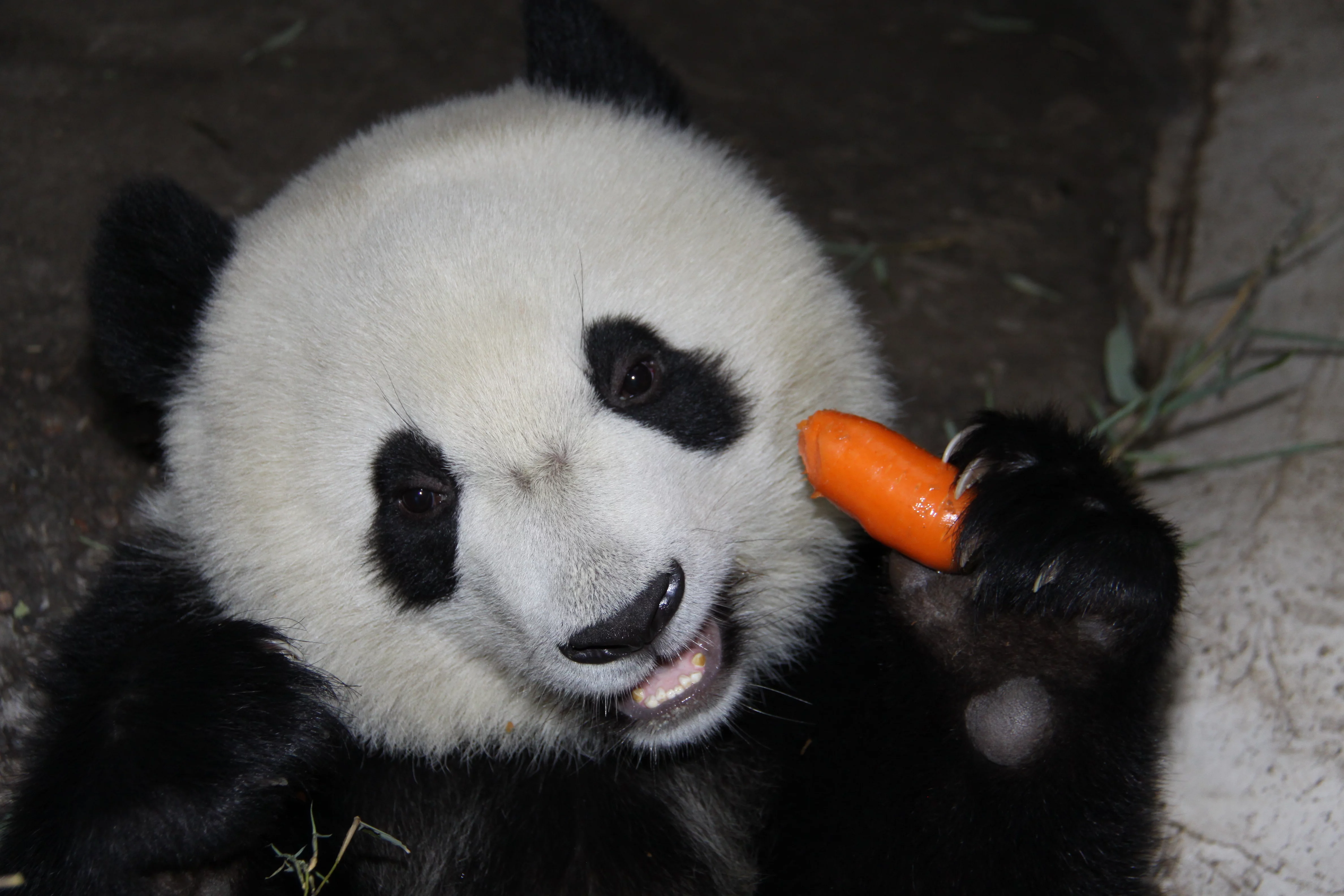 Beijing Zoo