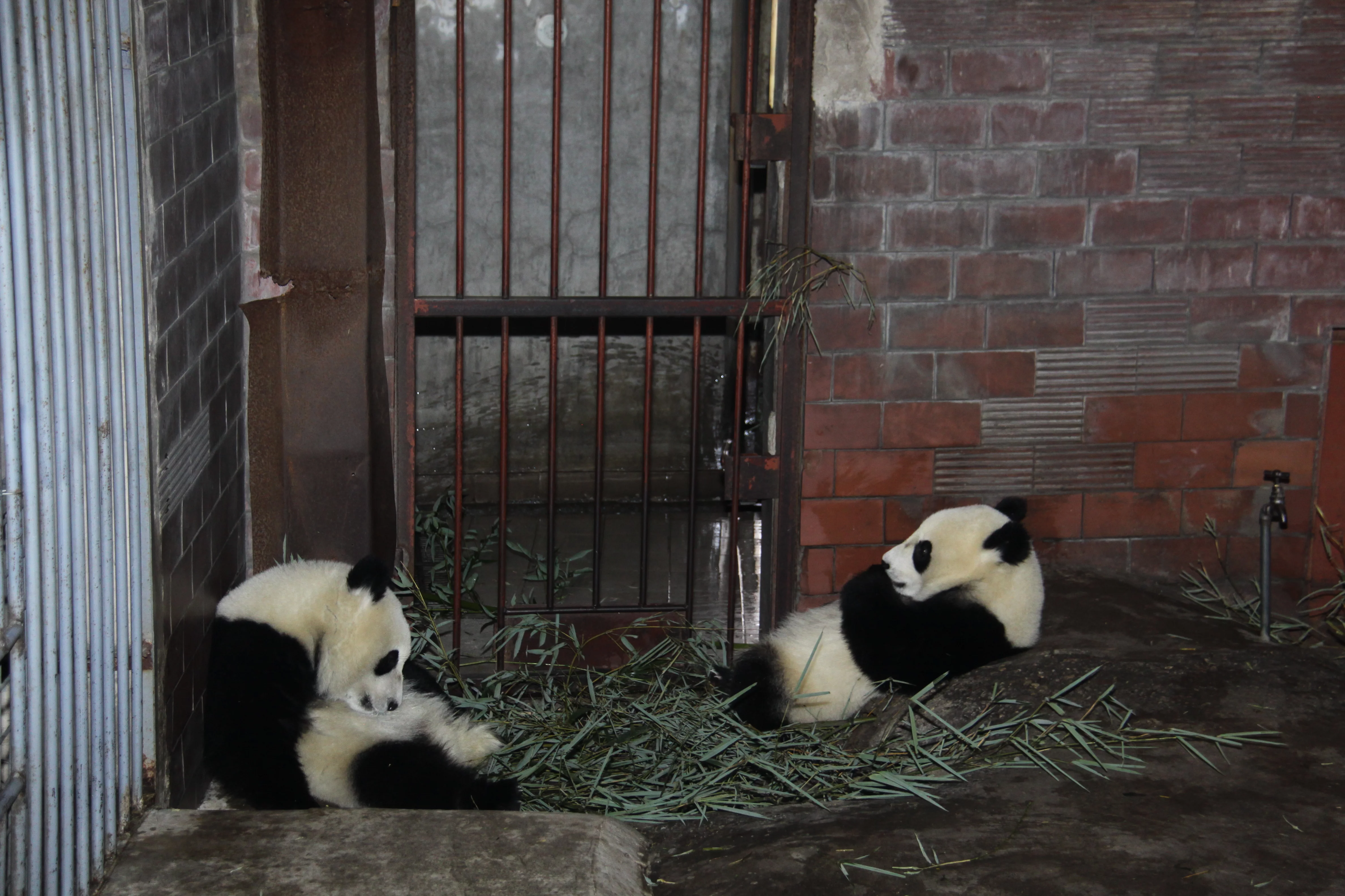 Beijing Zoo