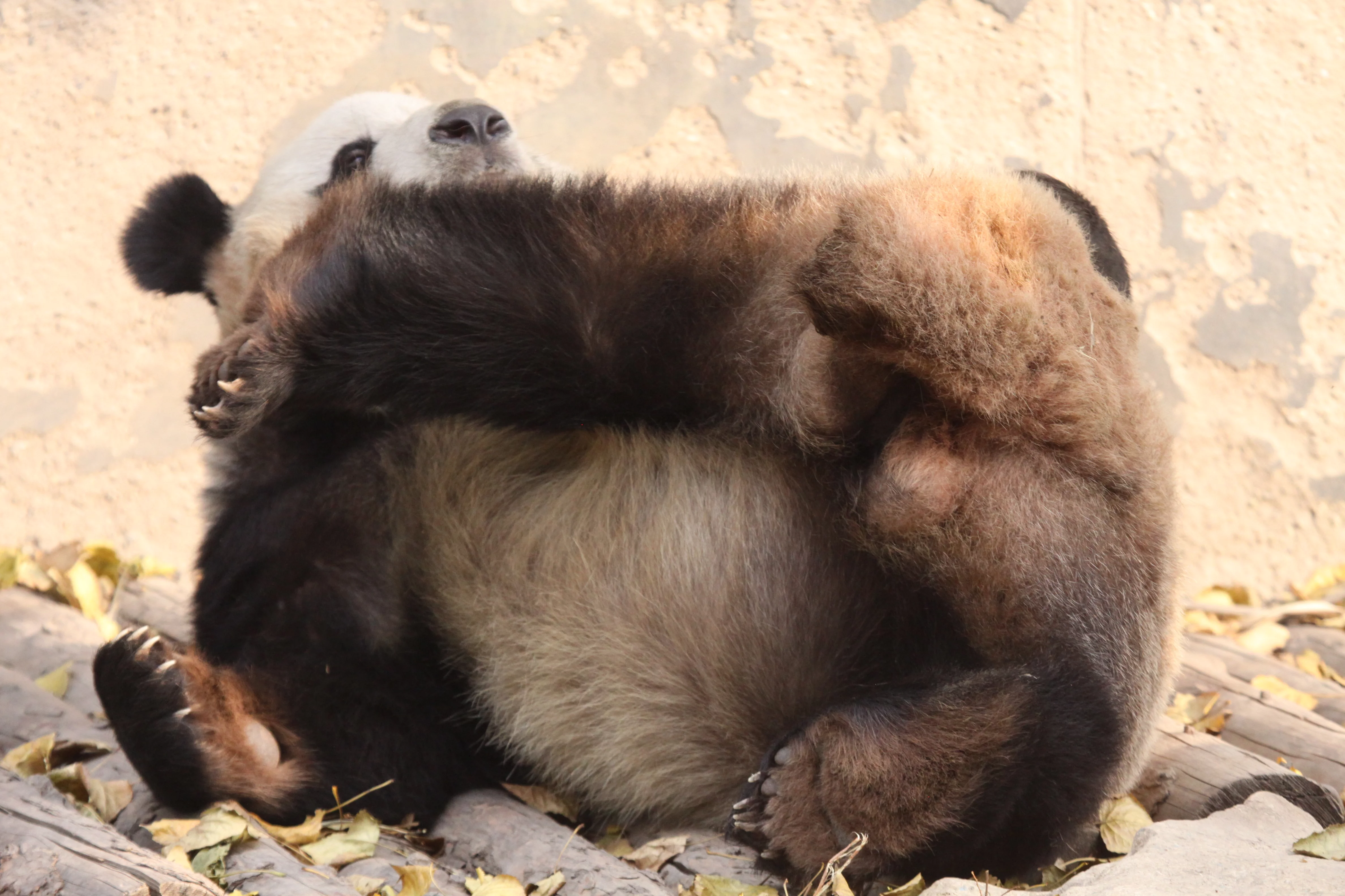 Beijing Zoo