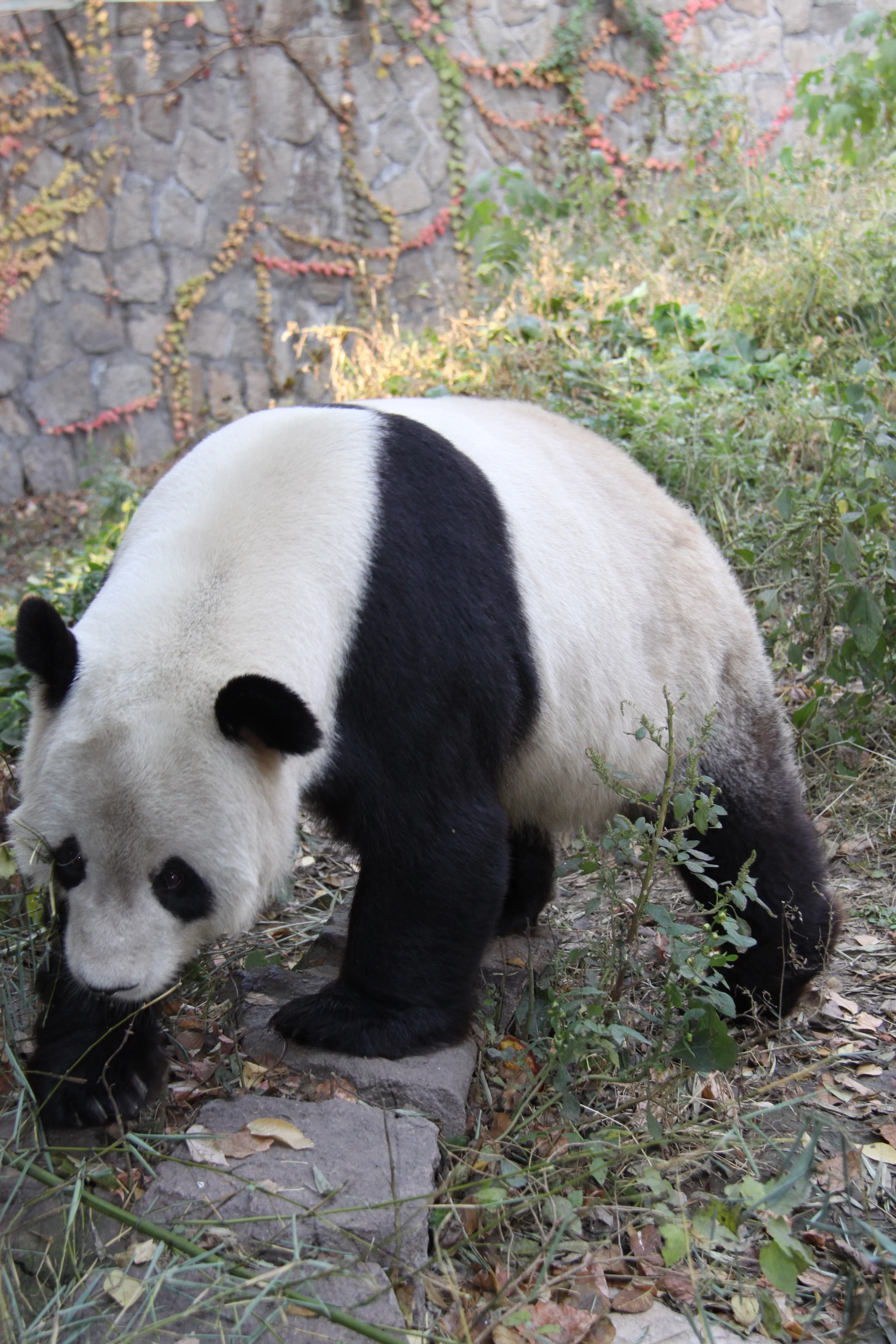 Beijing Zoo