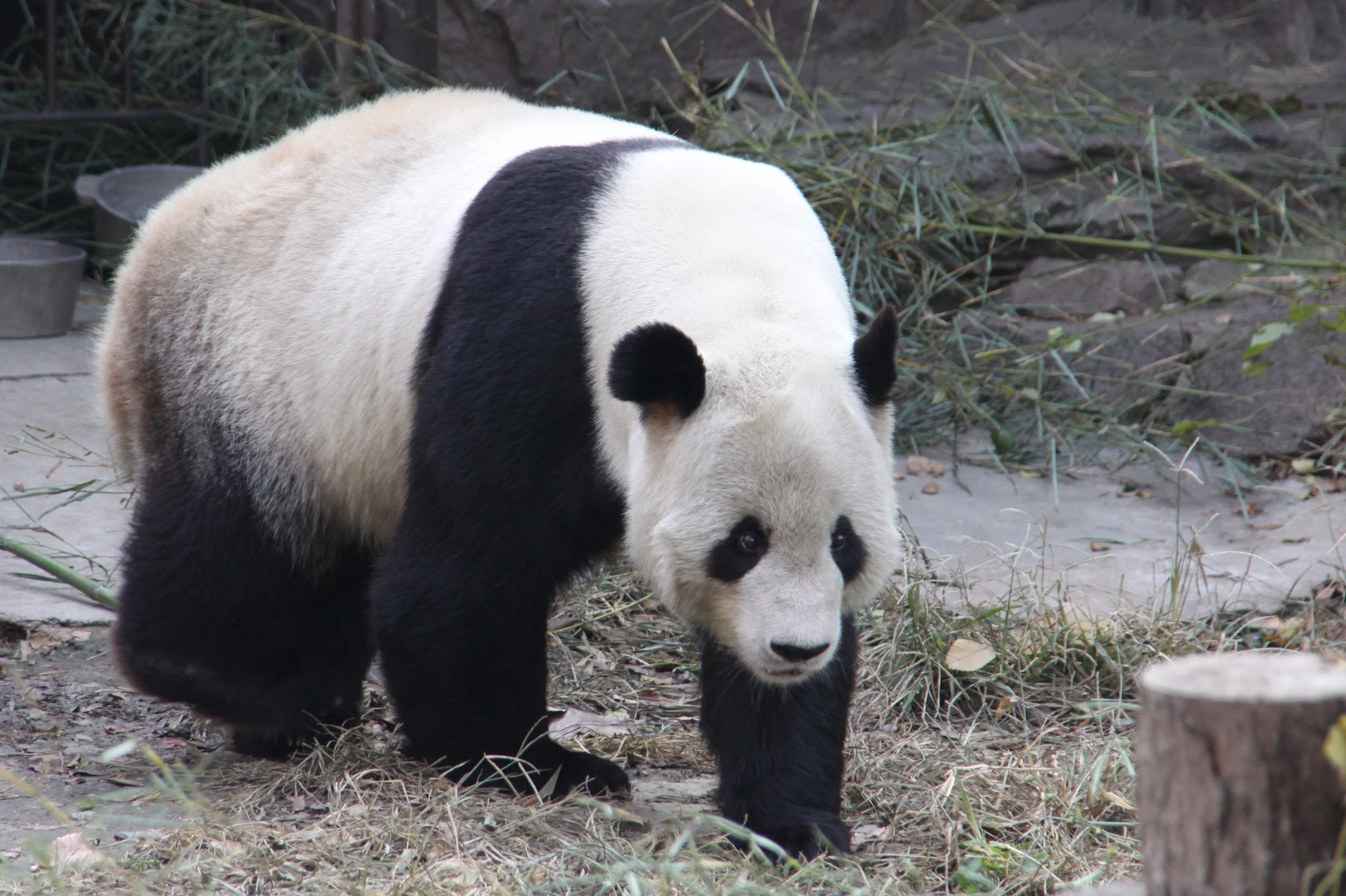Beijing Zoo