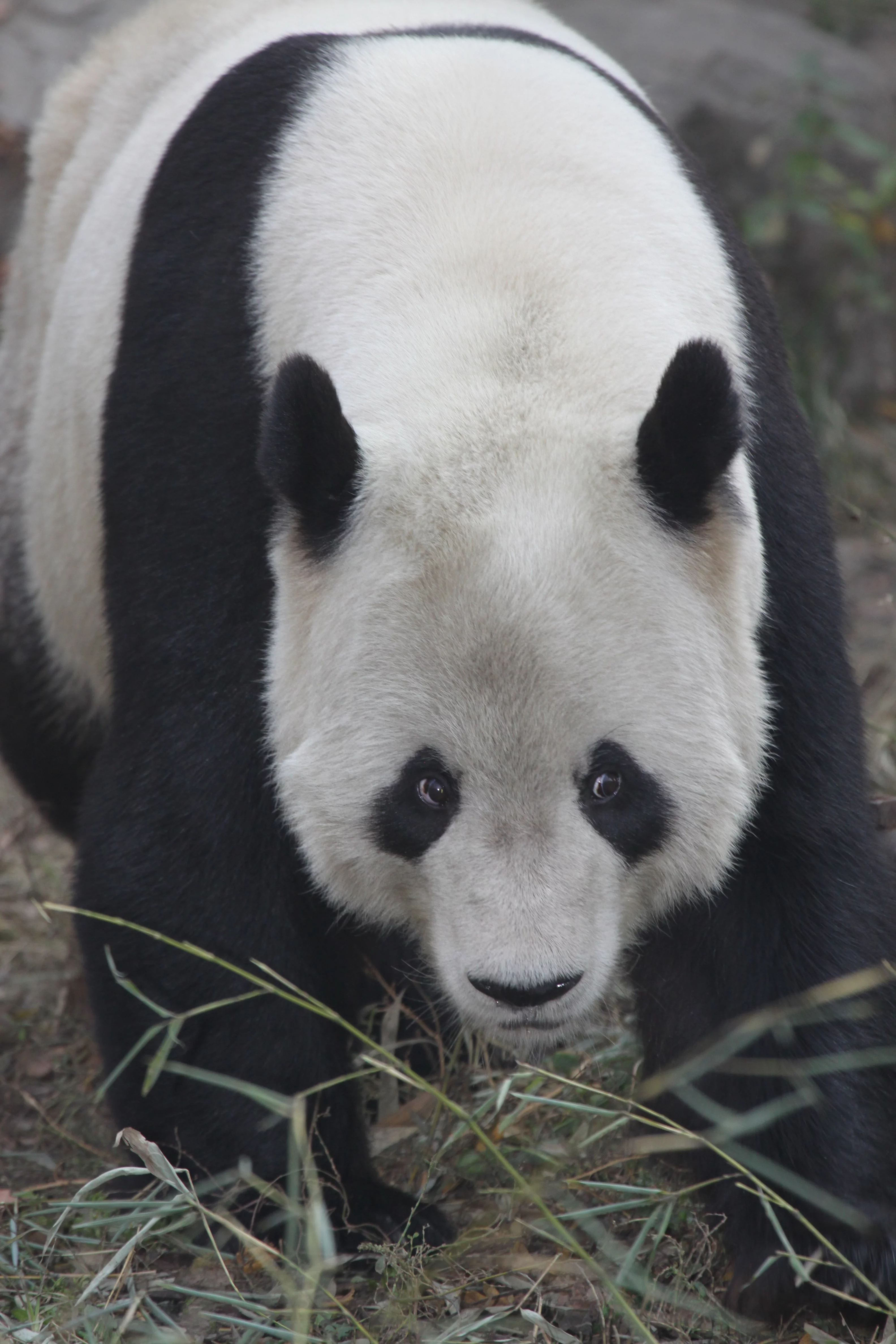 Beijing Zoo