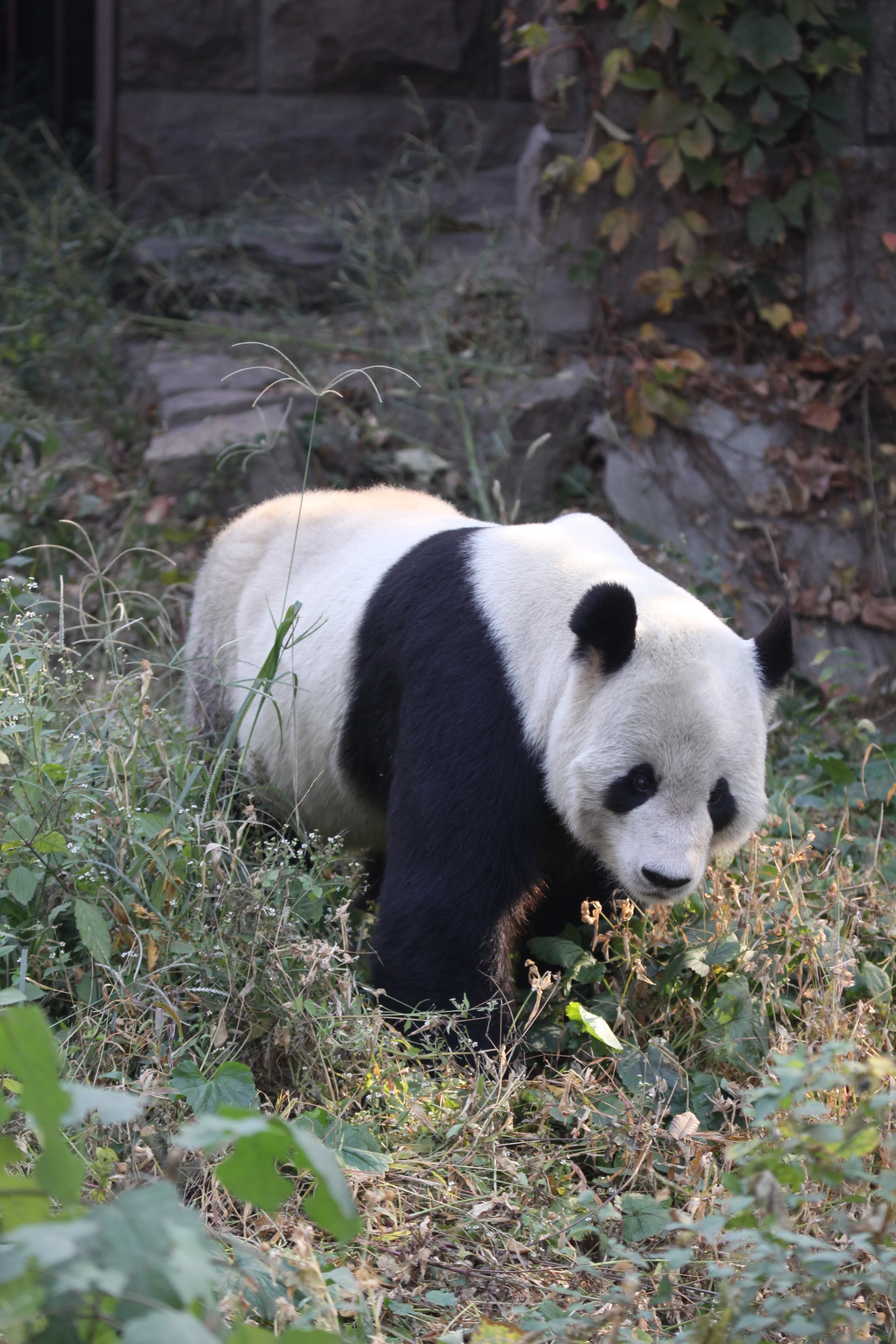 Beijing Zoo