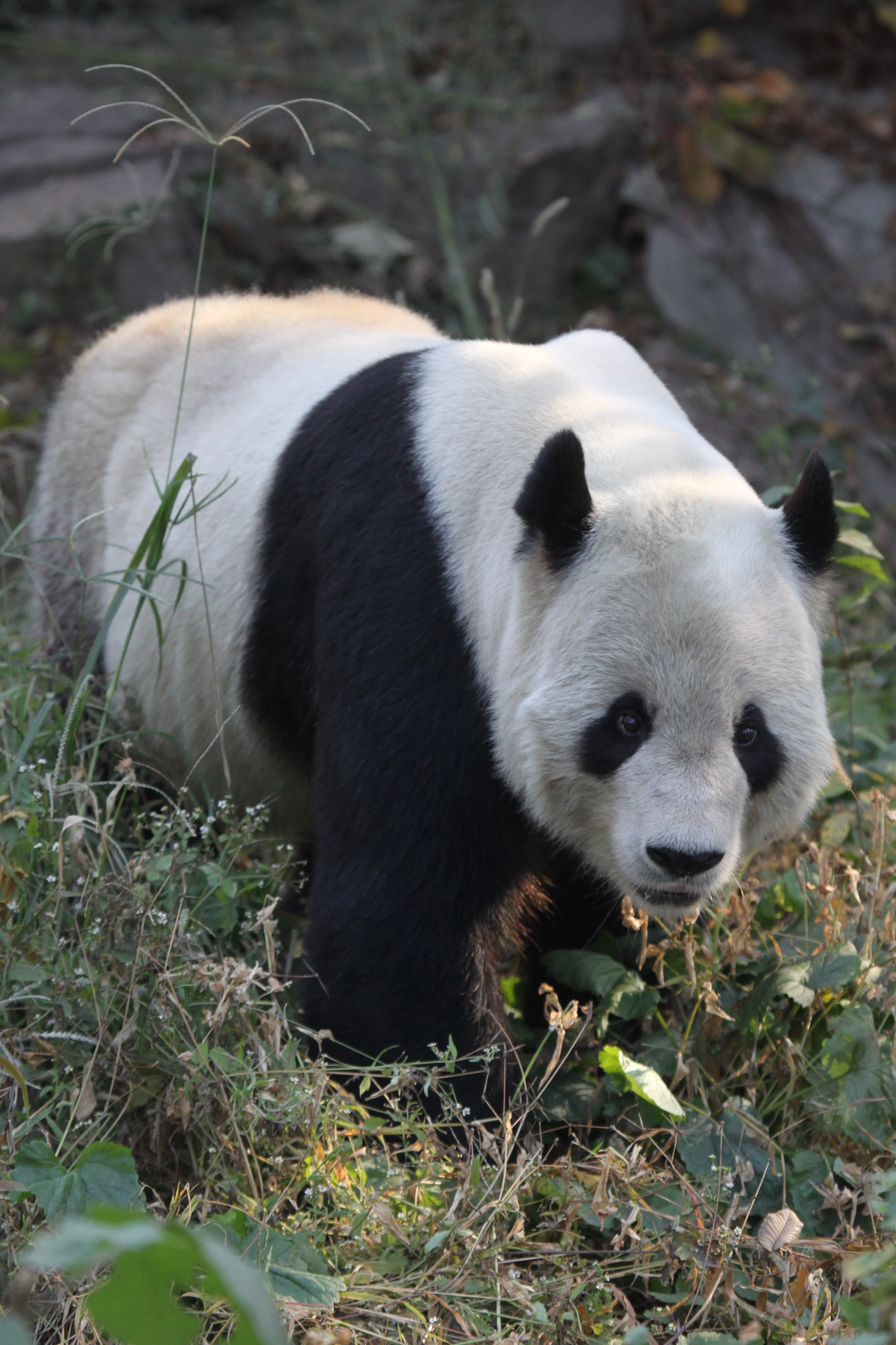 Beijing Zoo