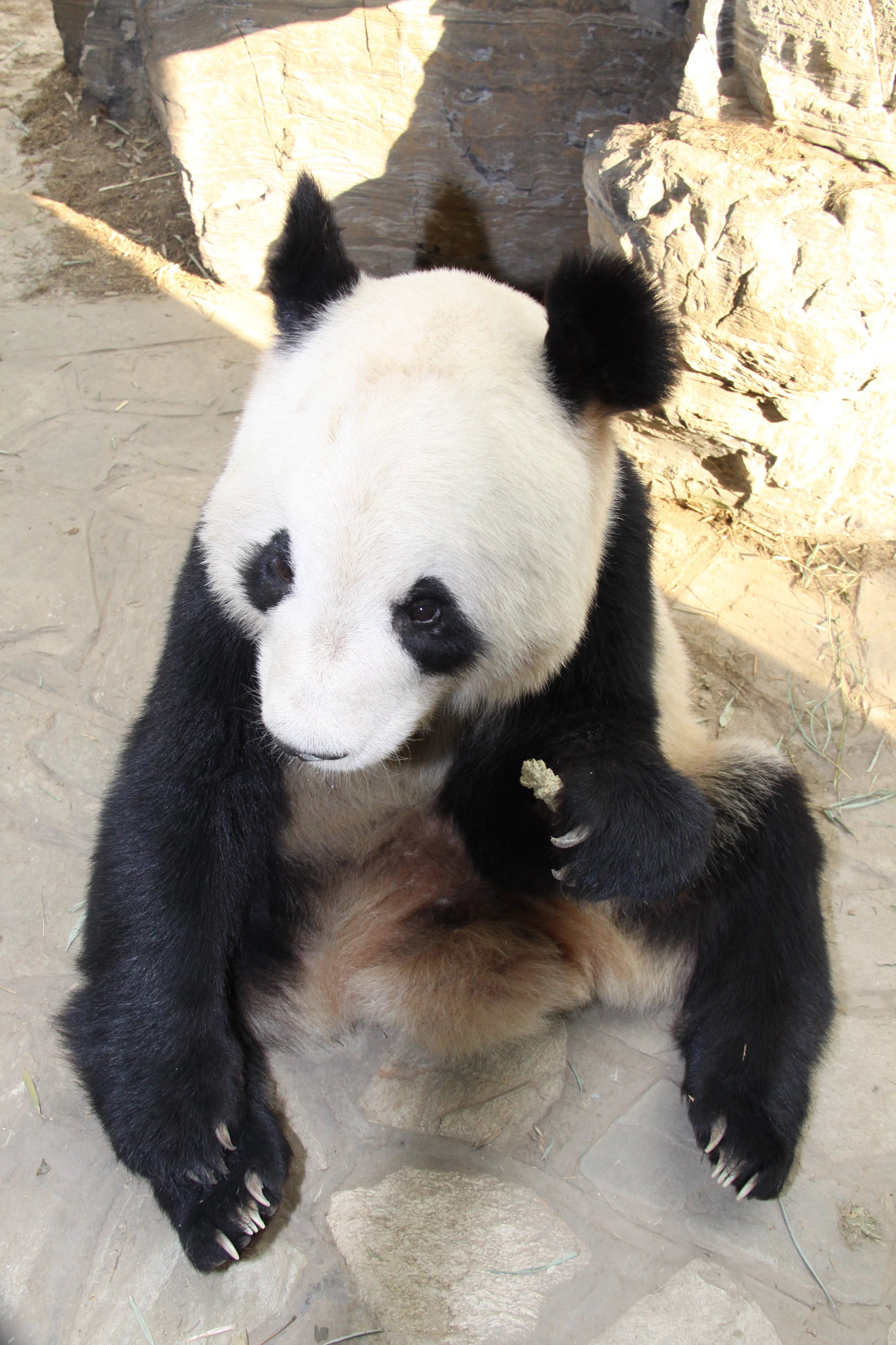 Beijing Zoo
