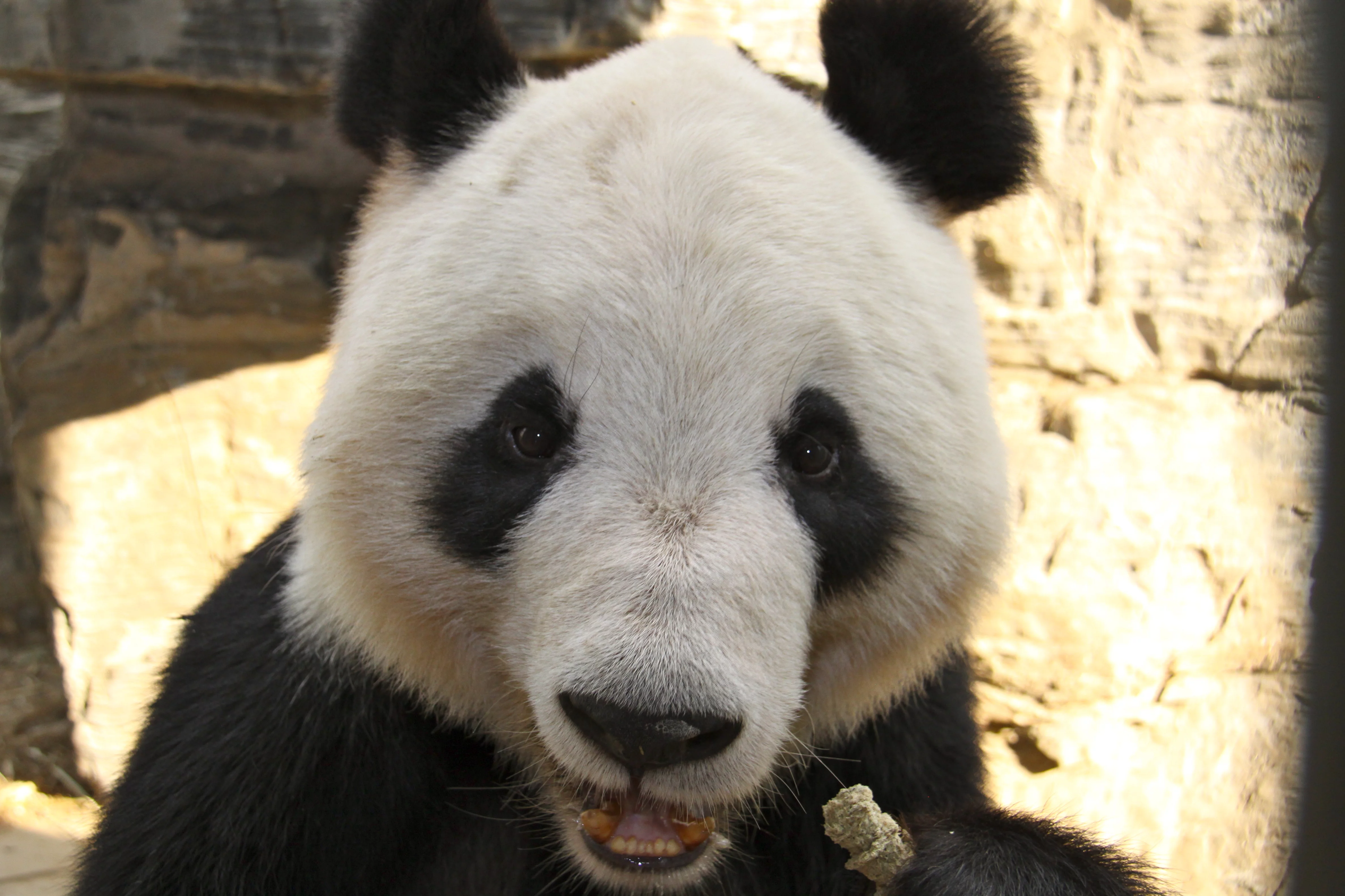 Beijing Zoo