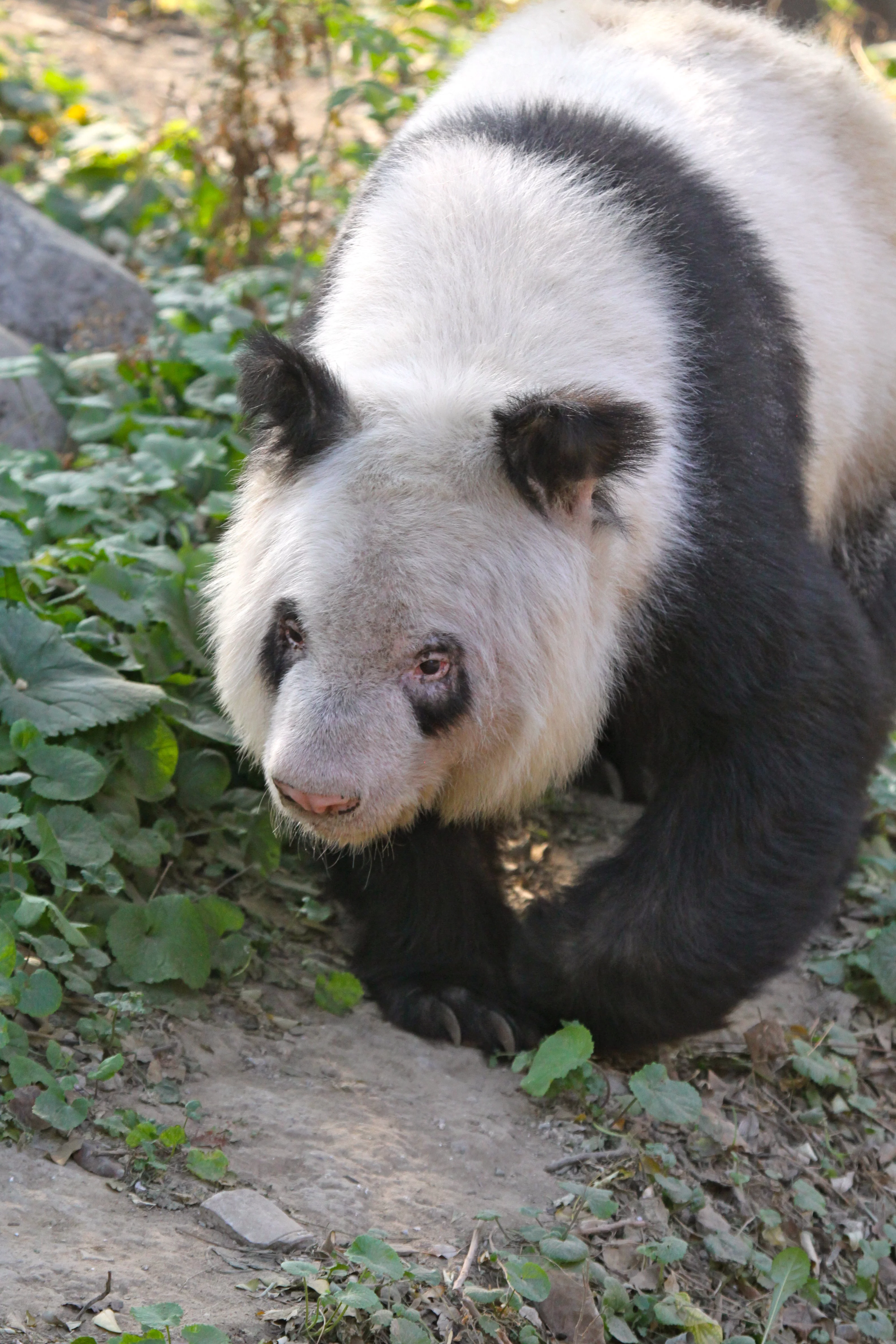 Beijing Zoo