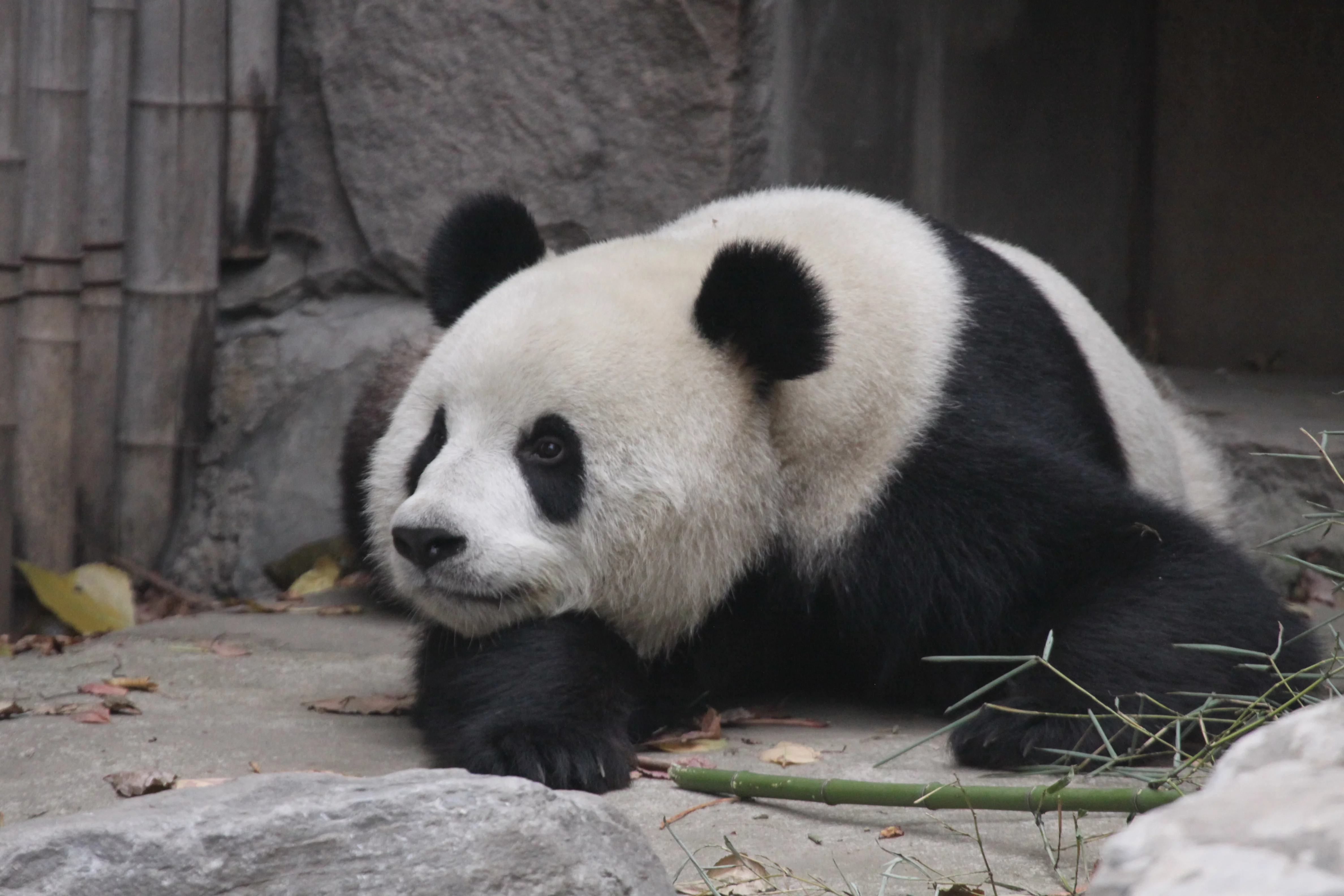 Beijing Zoo