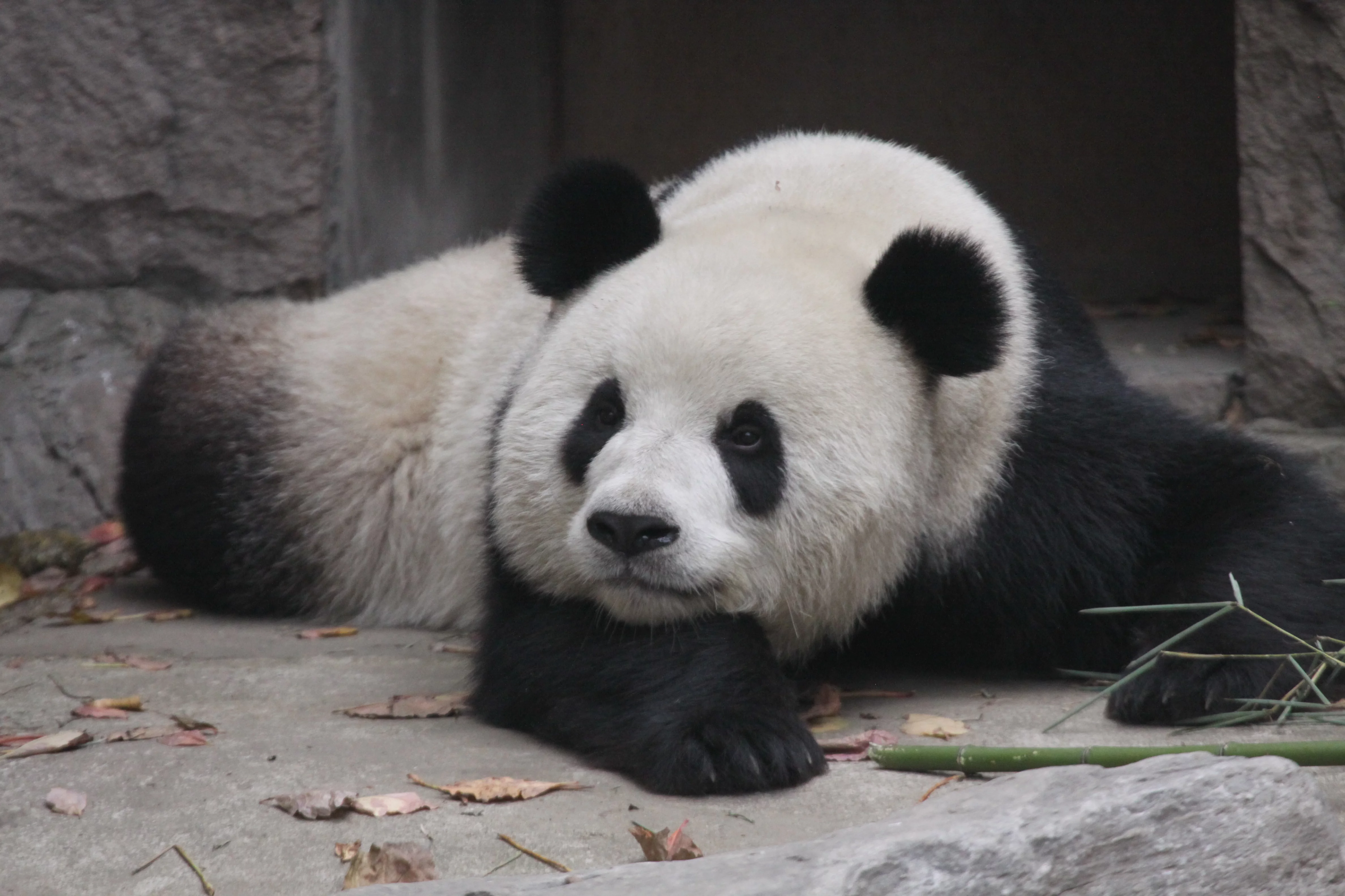 Beijing Zoo