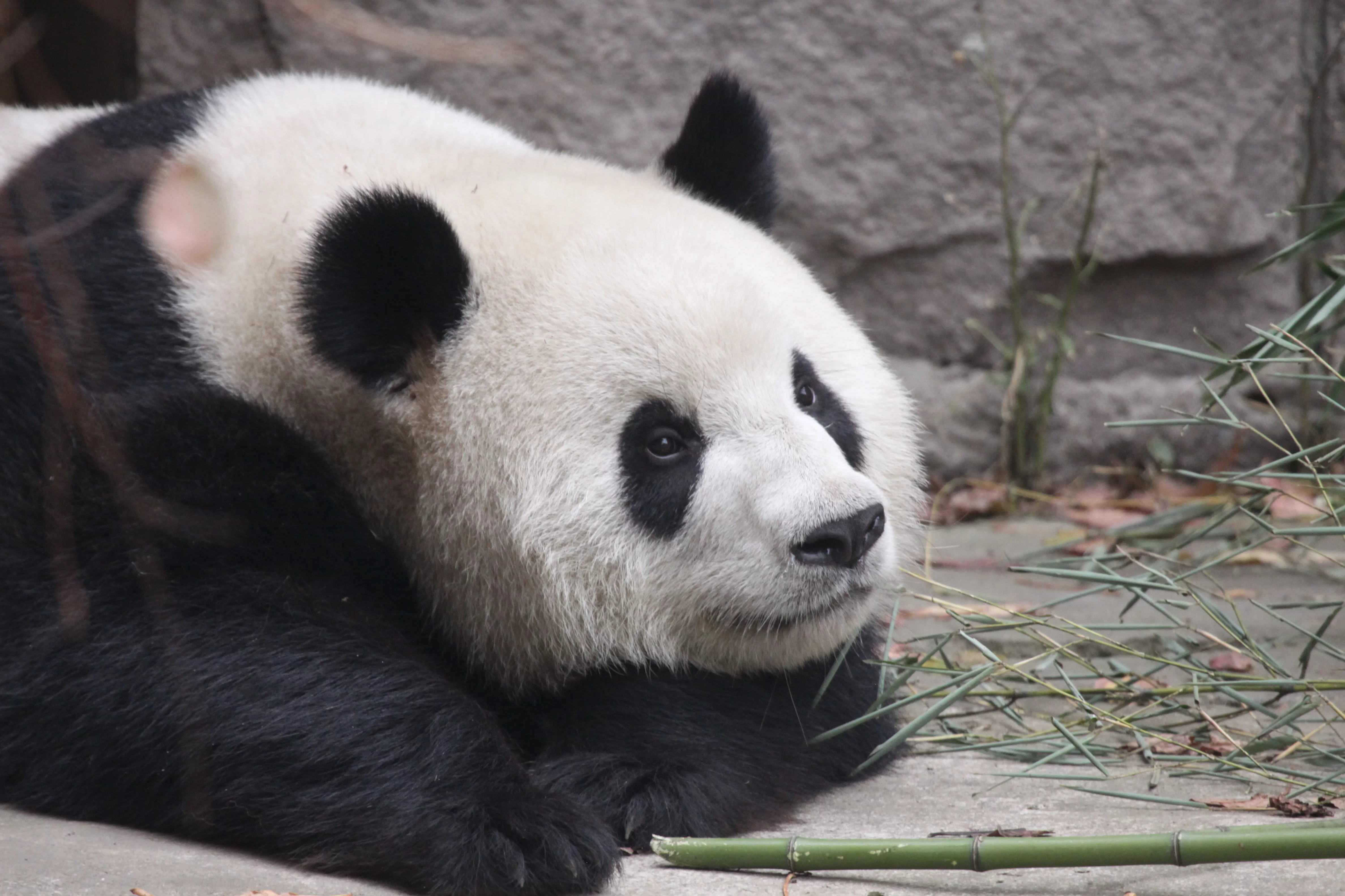 Beijing Zoo