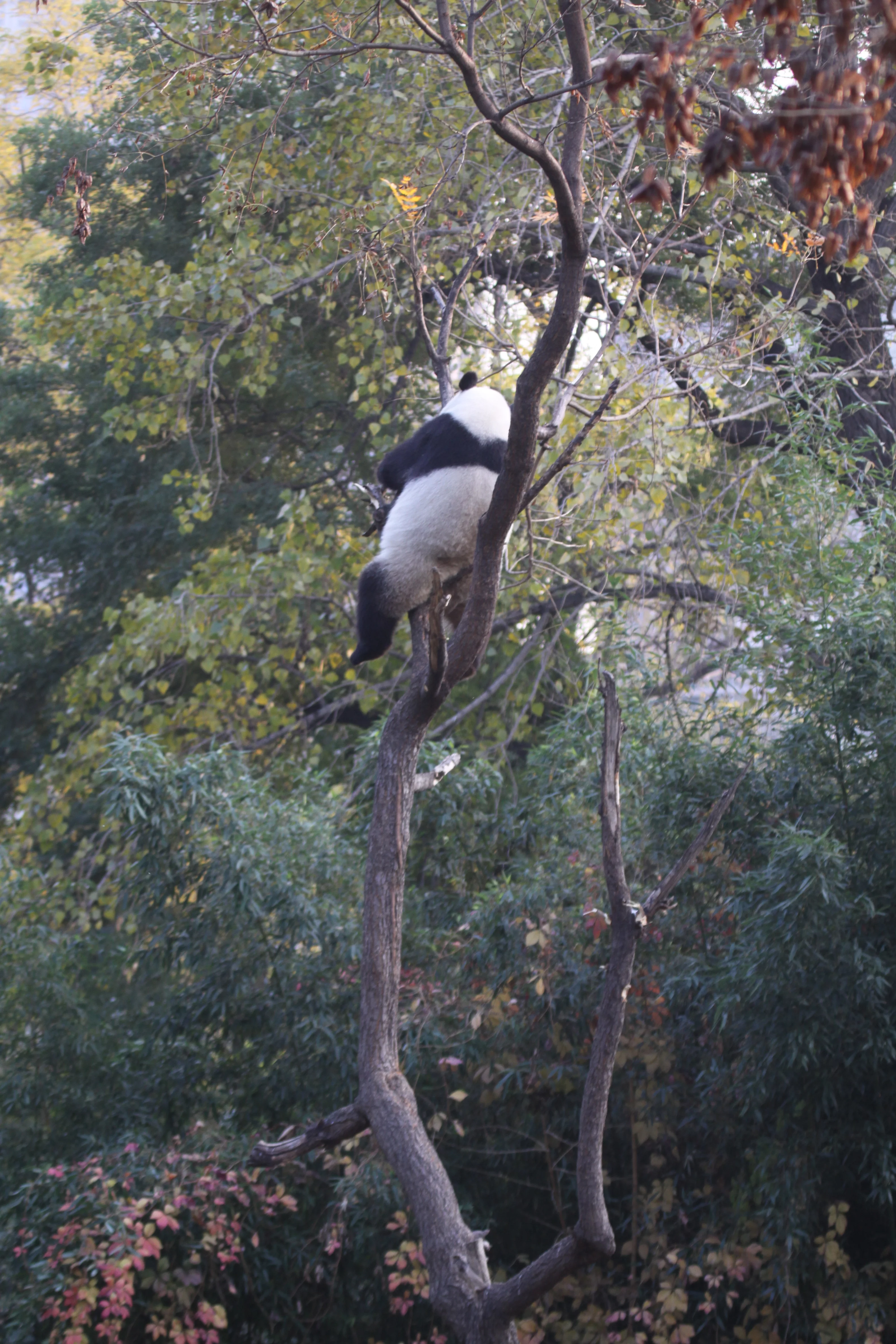 Beijing Zoo
