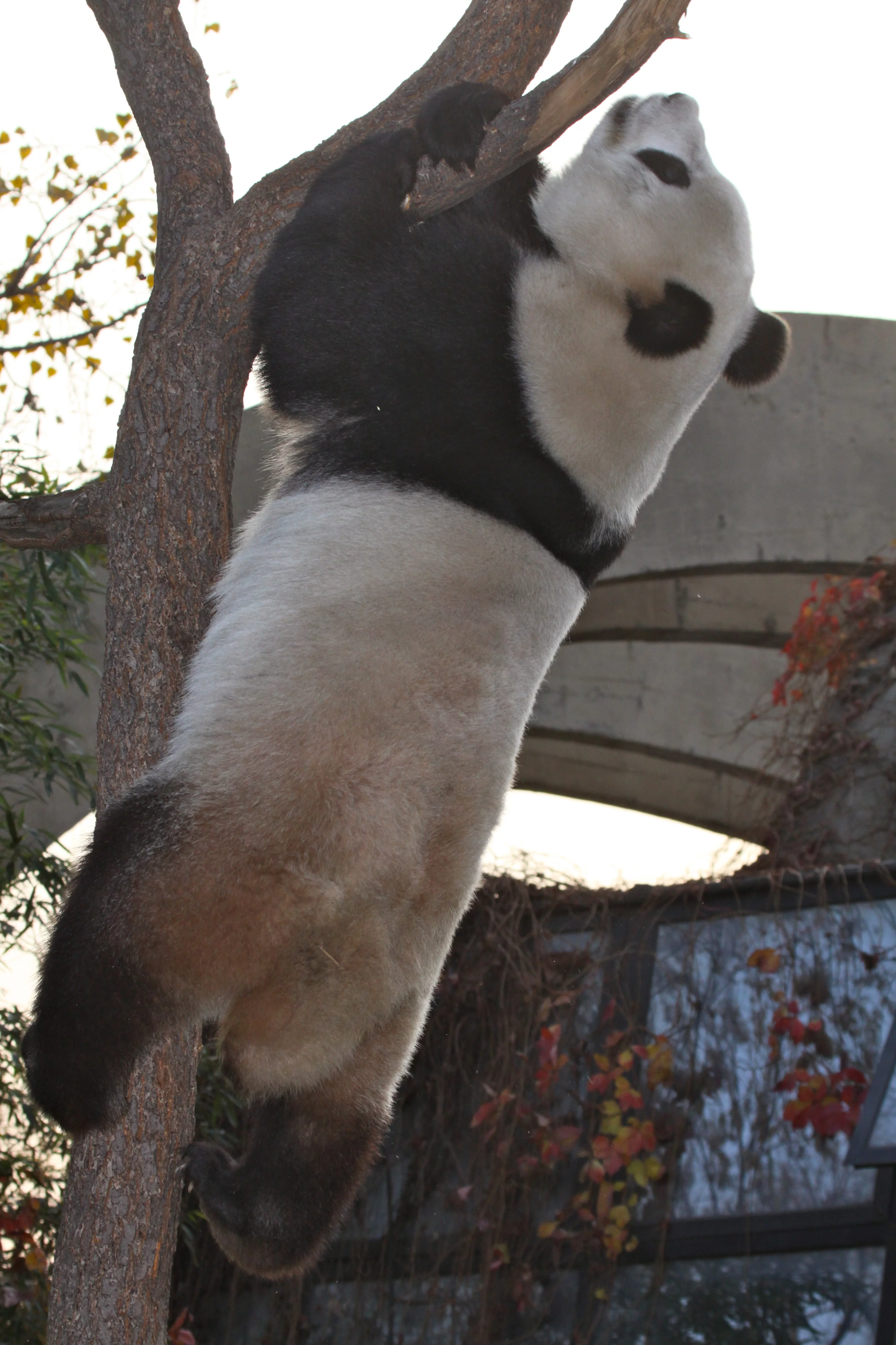 Beijing Zoo