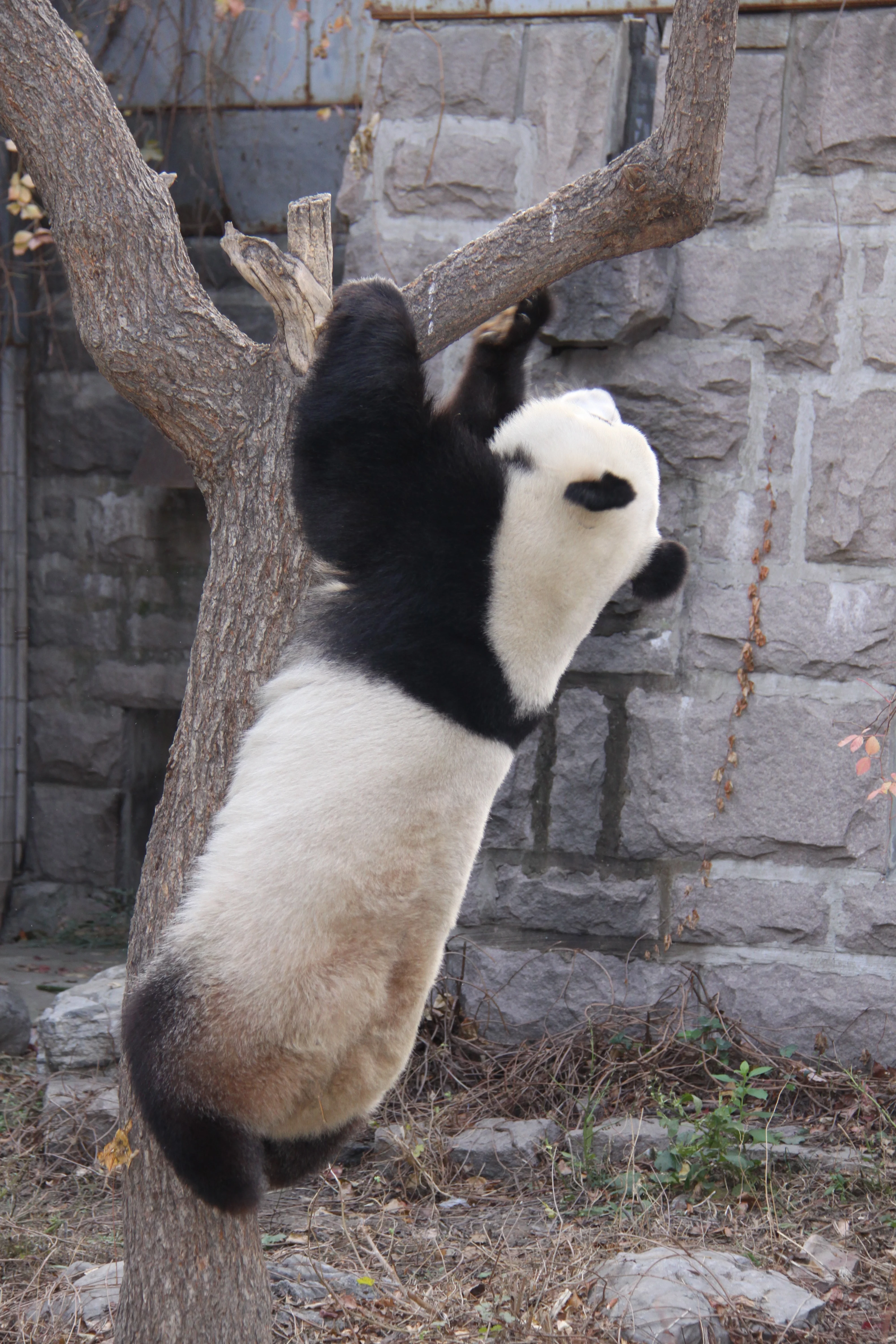 Beijing Zoo