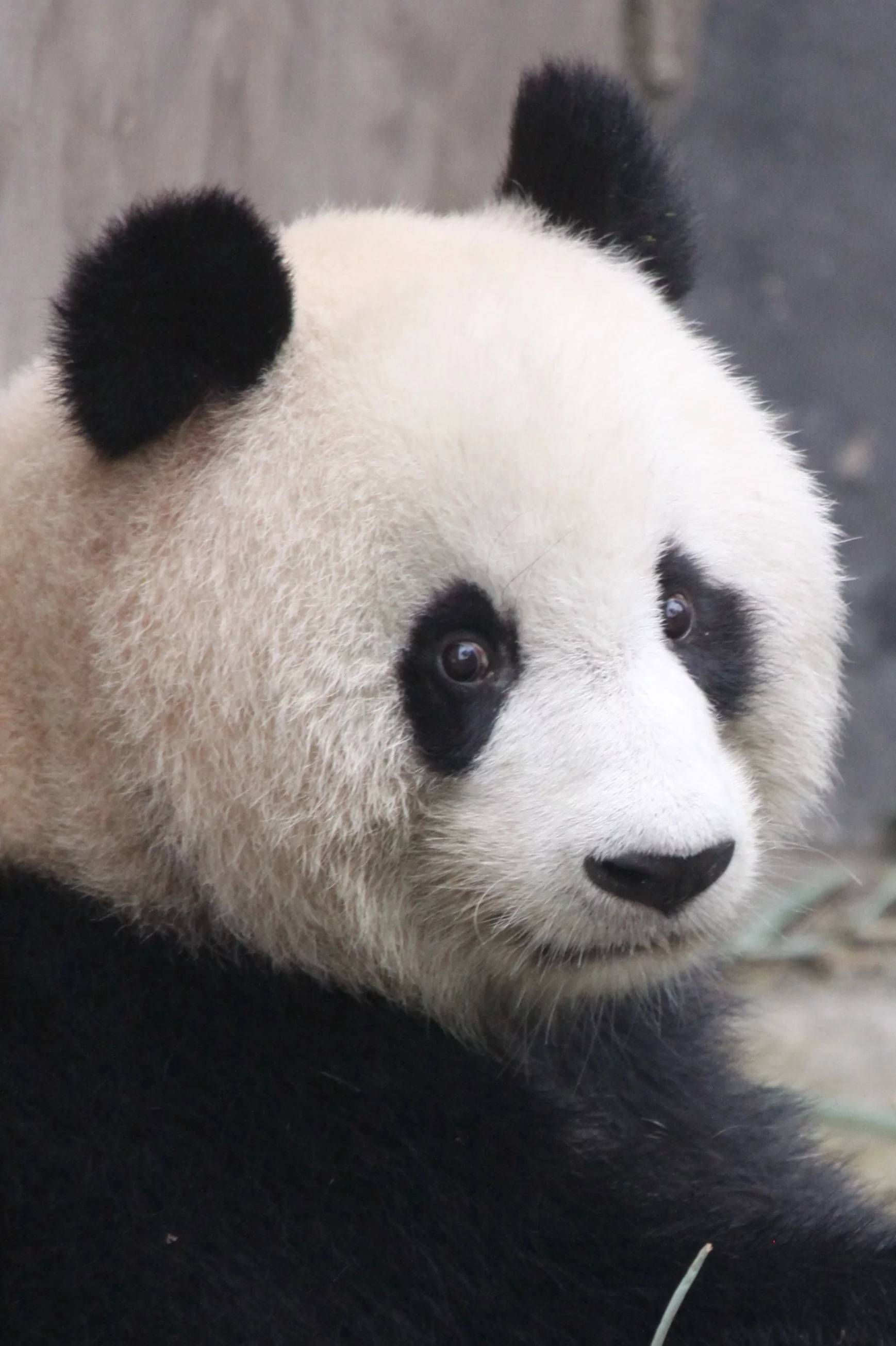 Chengdu Research Base of Giant Panda Breeding