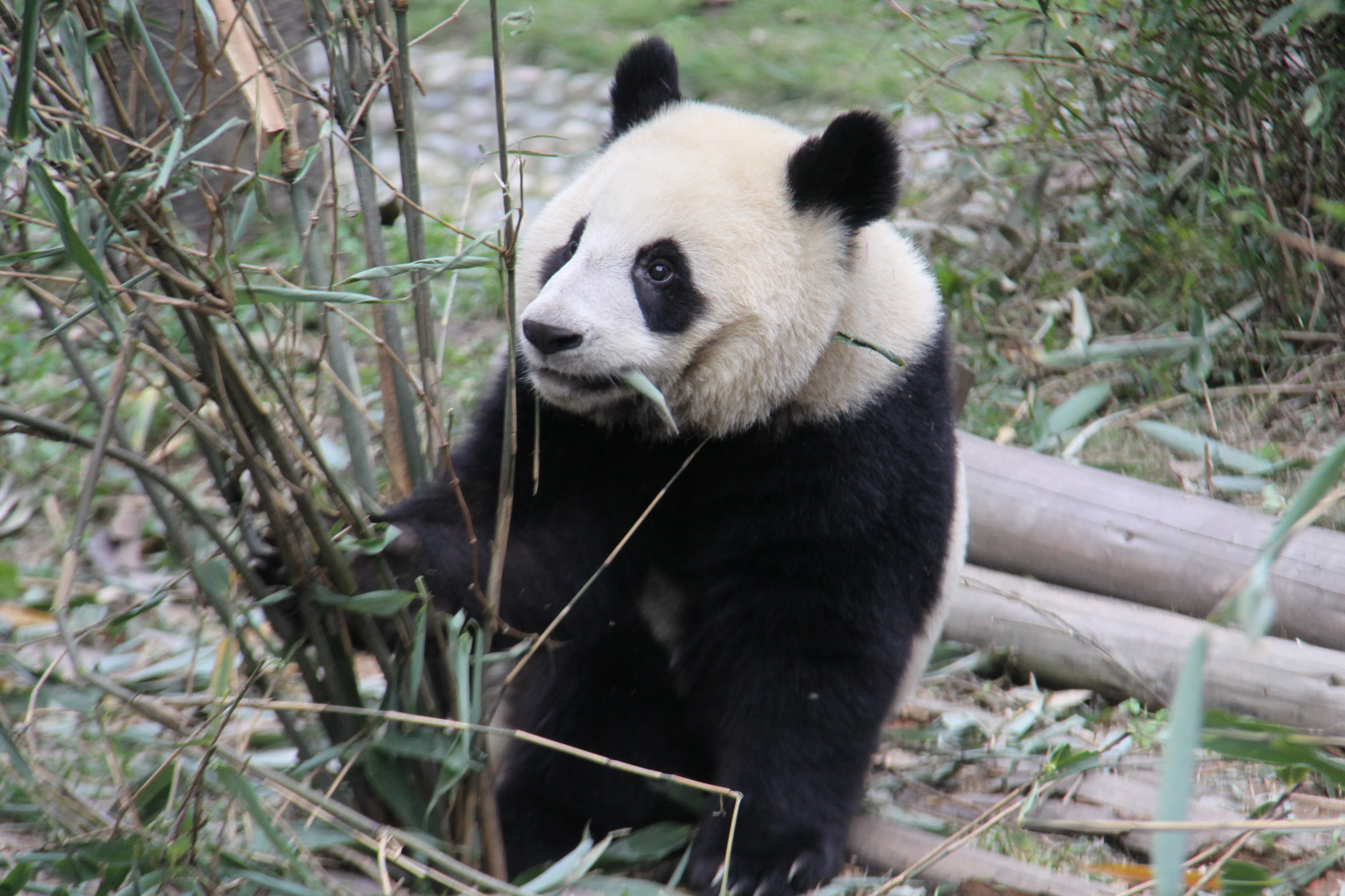 Chengdu Research Base of Giant Panda Breeding