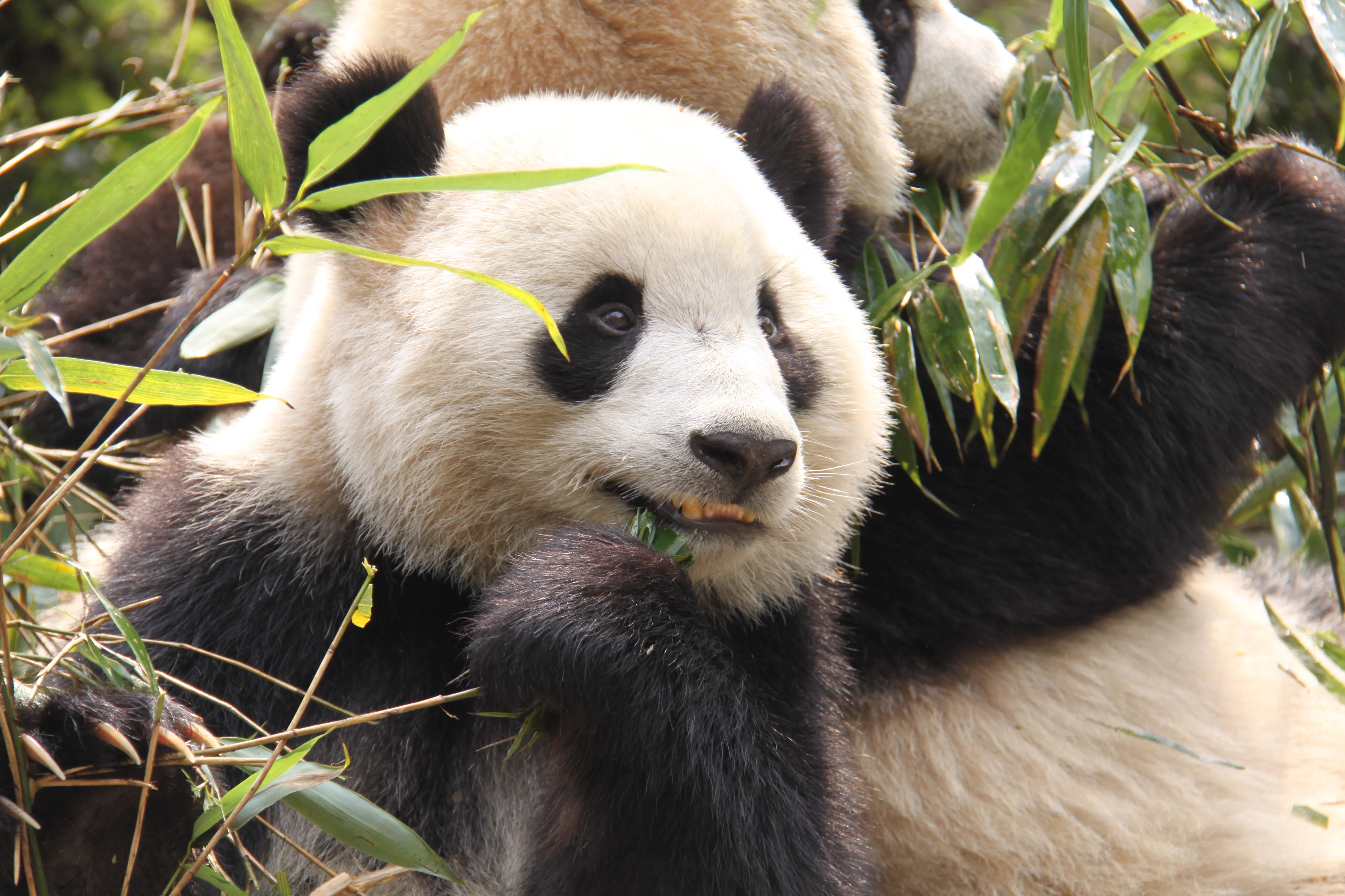 Chengdu Research Base of Giant Panda Breeding