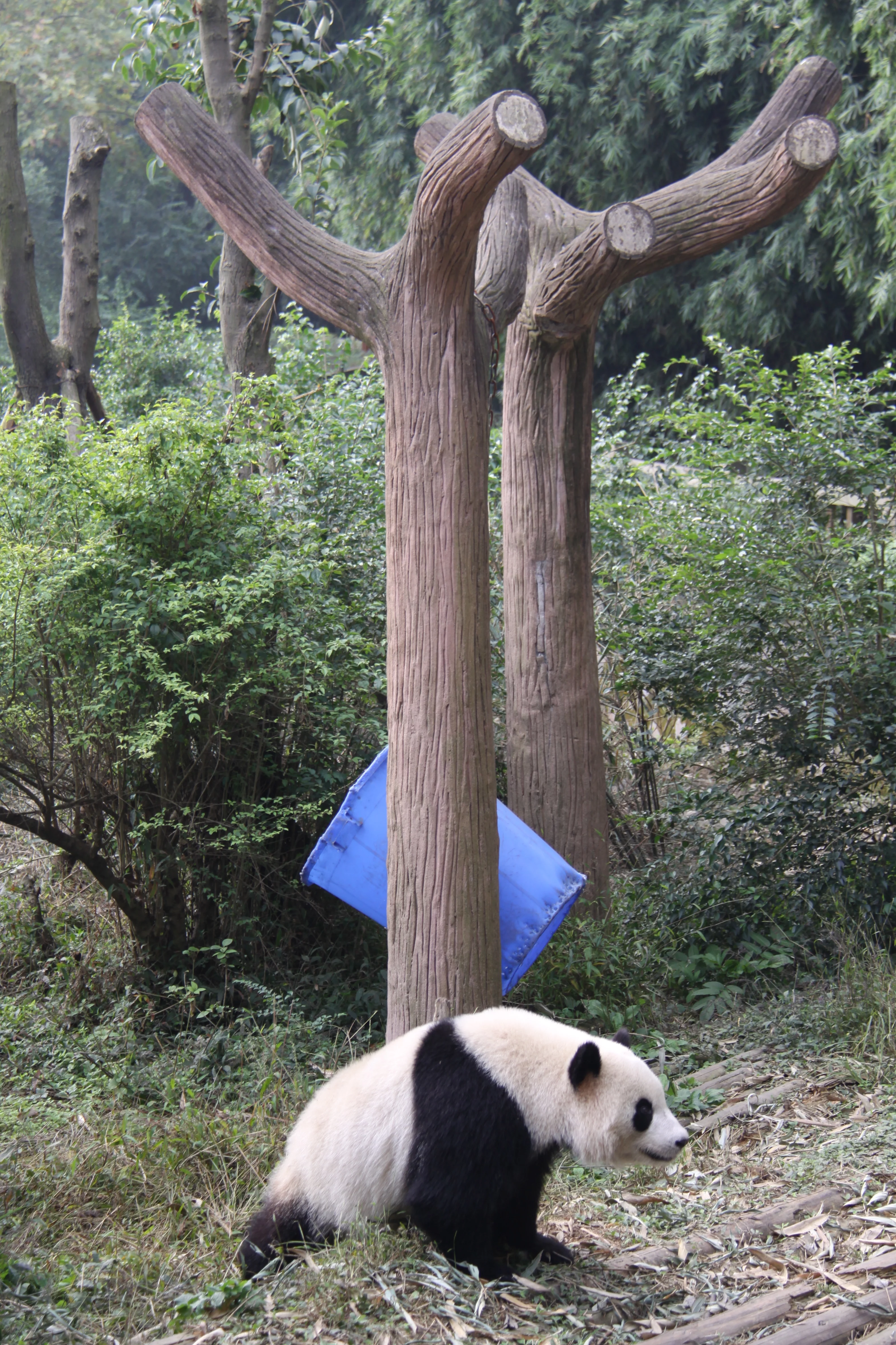 Chengdu Research Base of Giant Panda Breeding