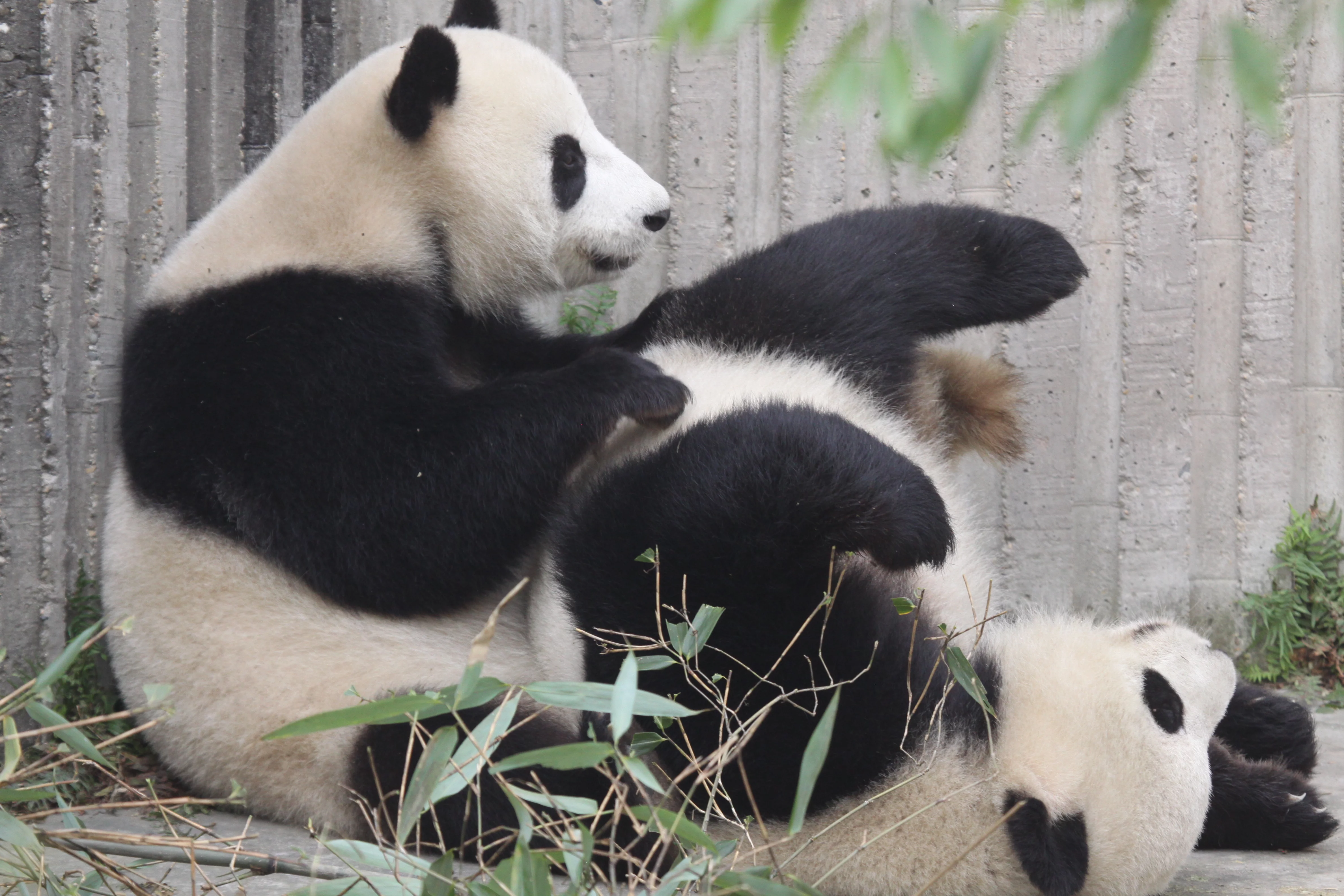 Chengdu Research Base of Giant Panda Breeding