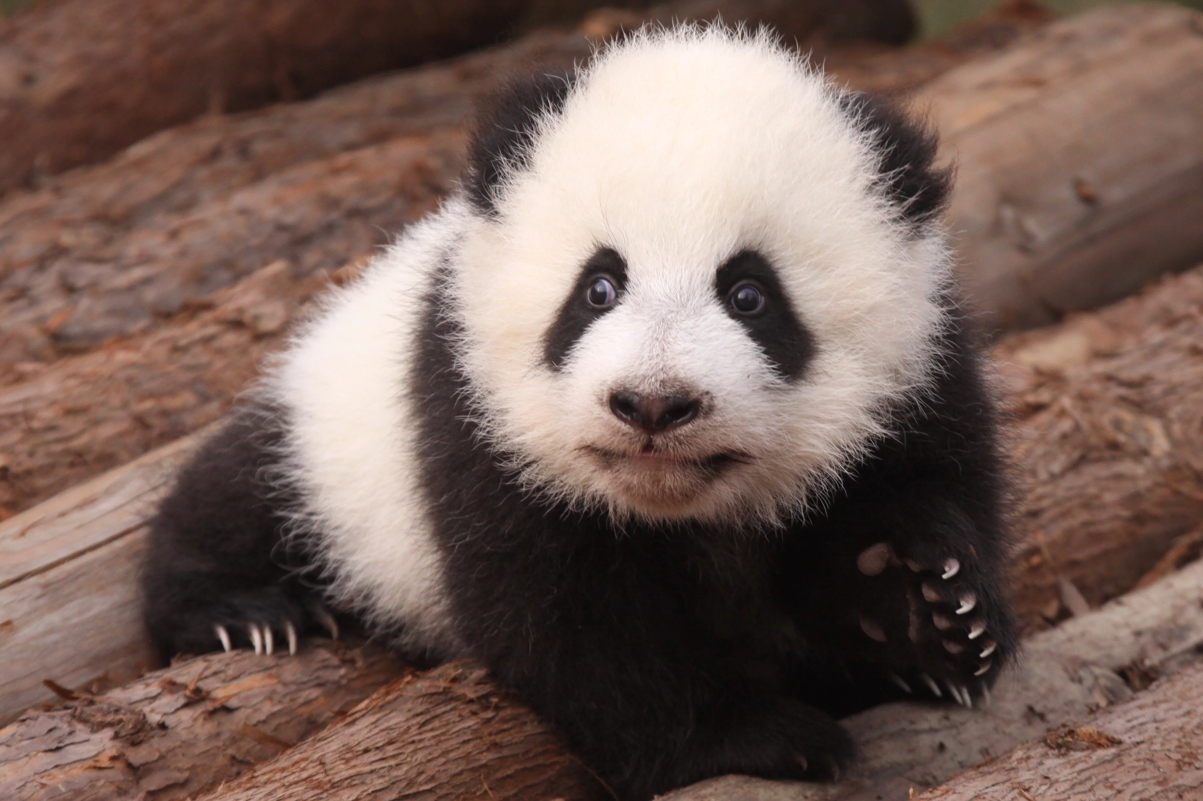 Chengdu Research Base of Giant Panda Breeding