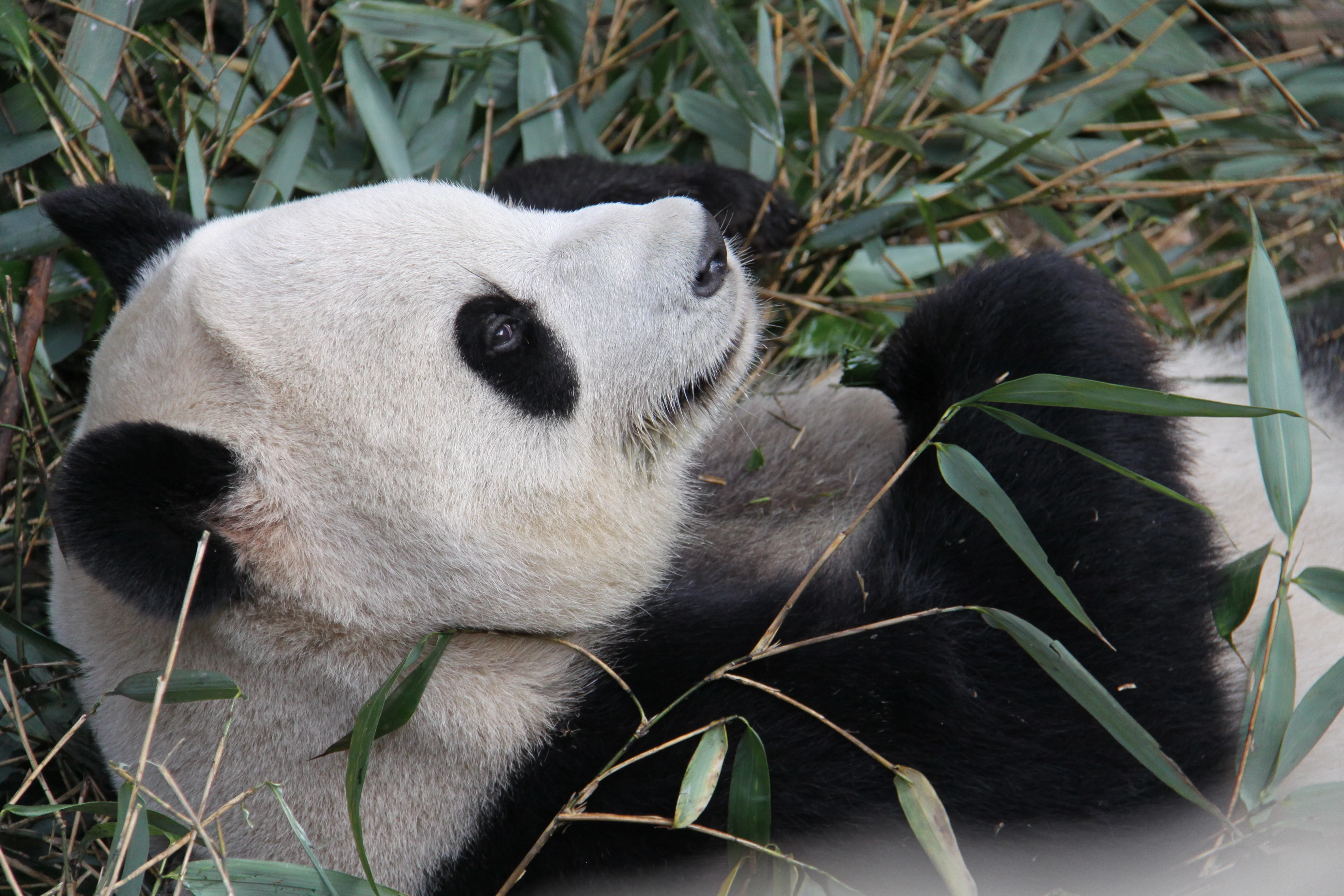 Chengdu Research Base of Giant Panda Breeding
