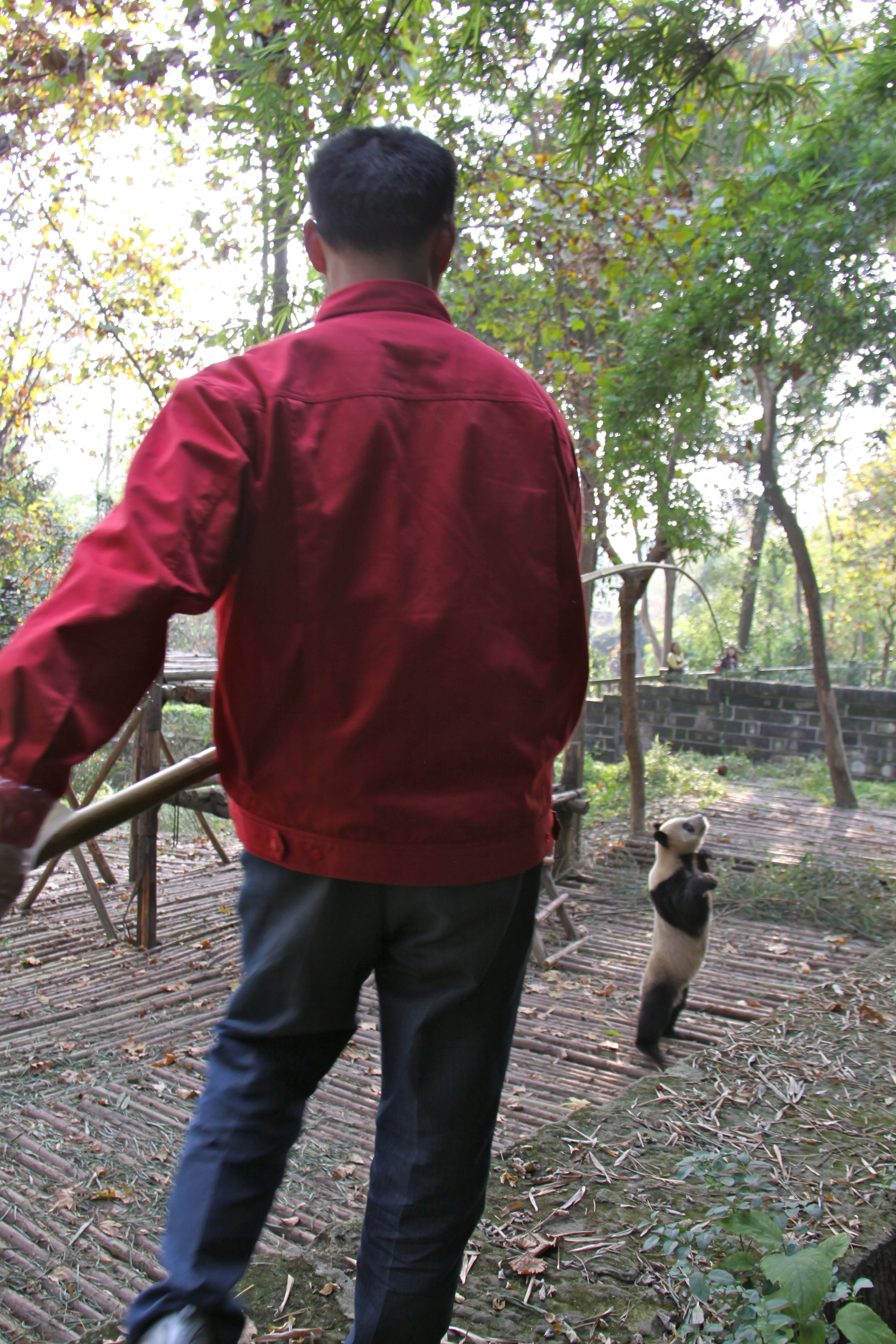 Chengdu Research Base of Giant Panda Breeding