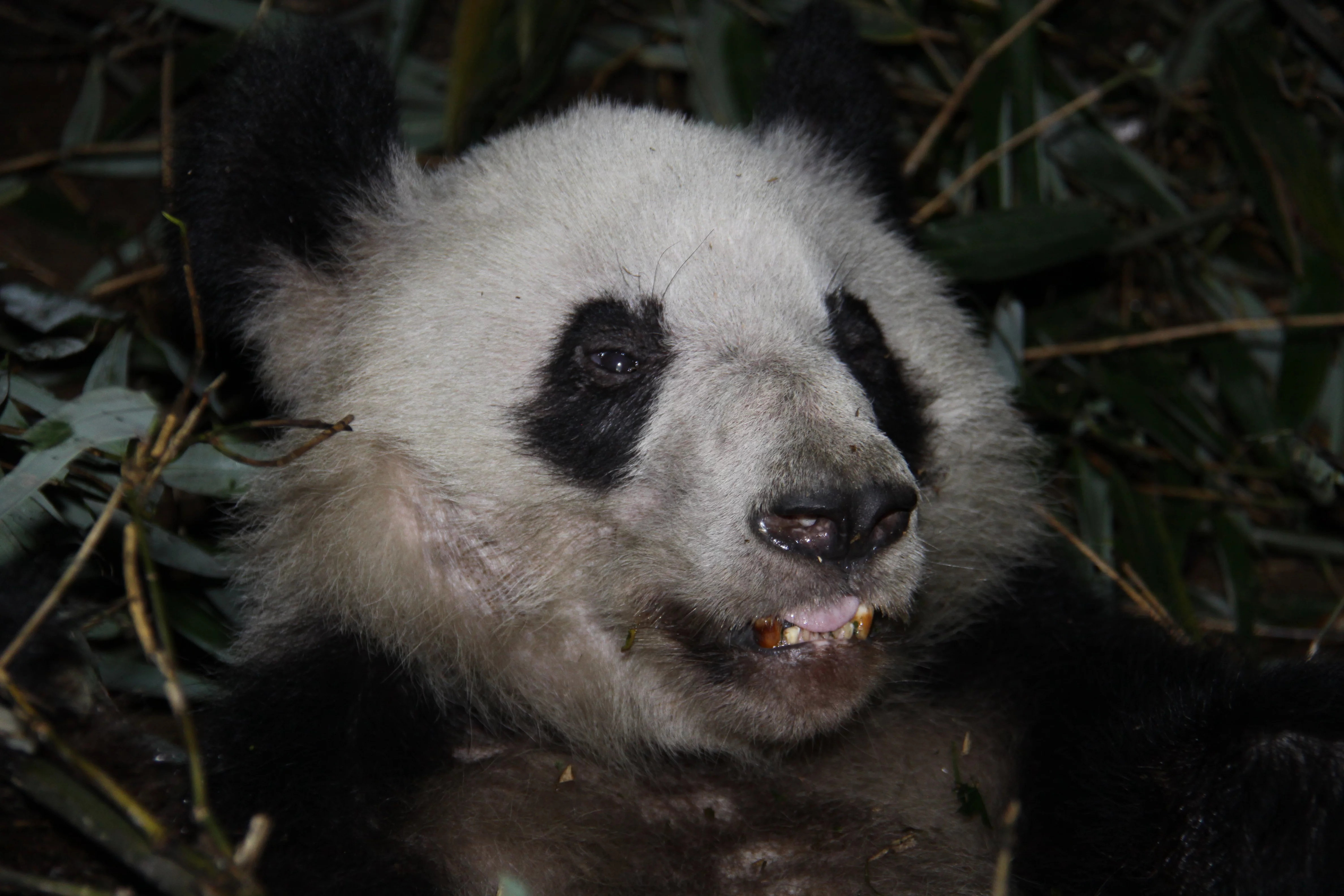 Chengdu Zoo