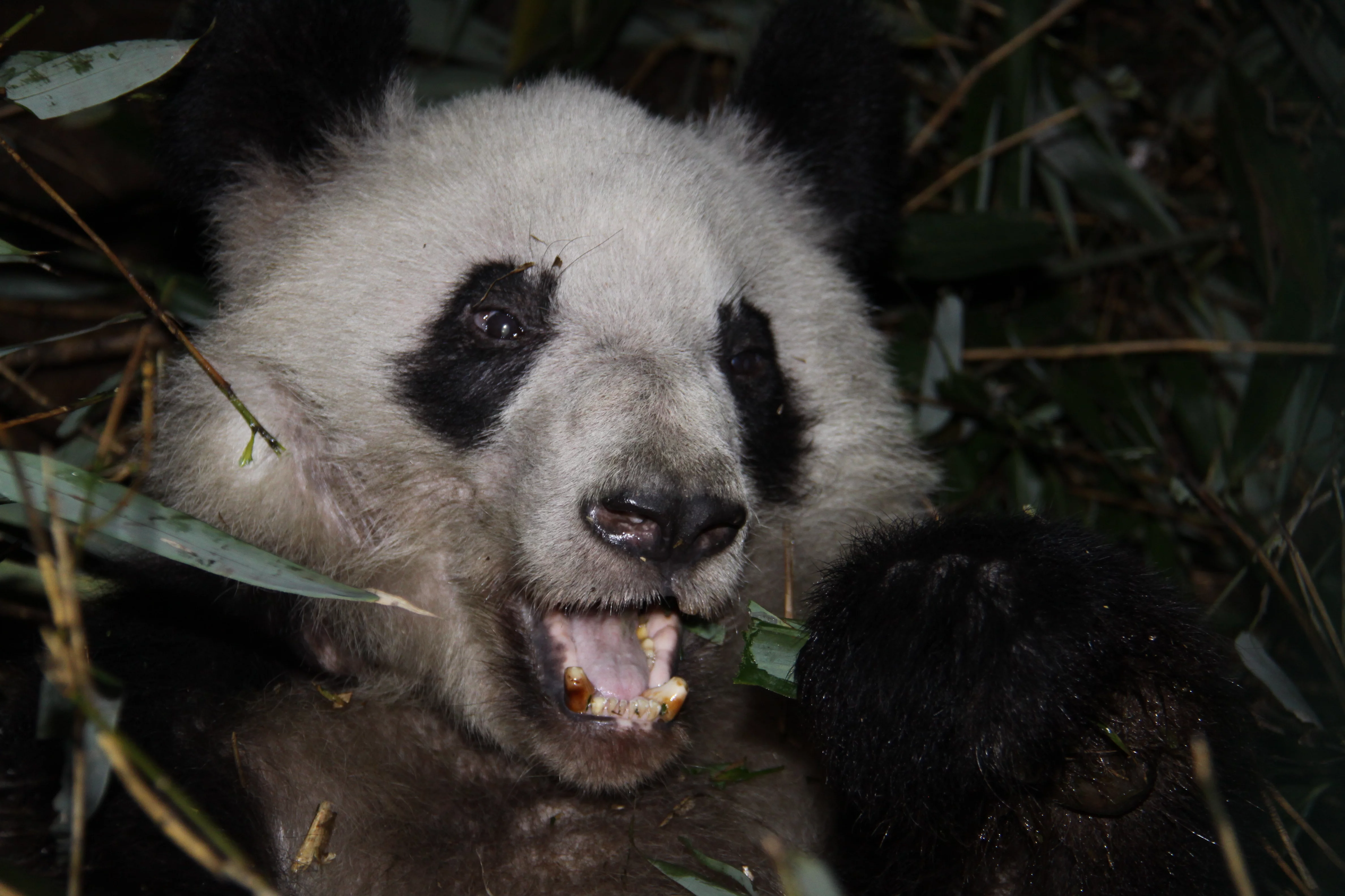 Chengdu Zoo