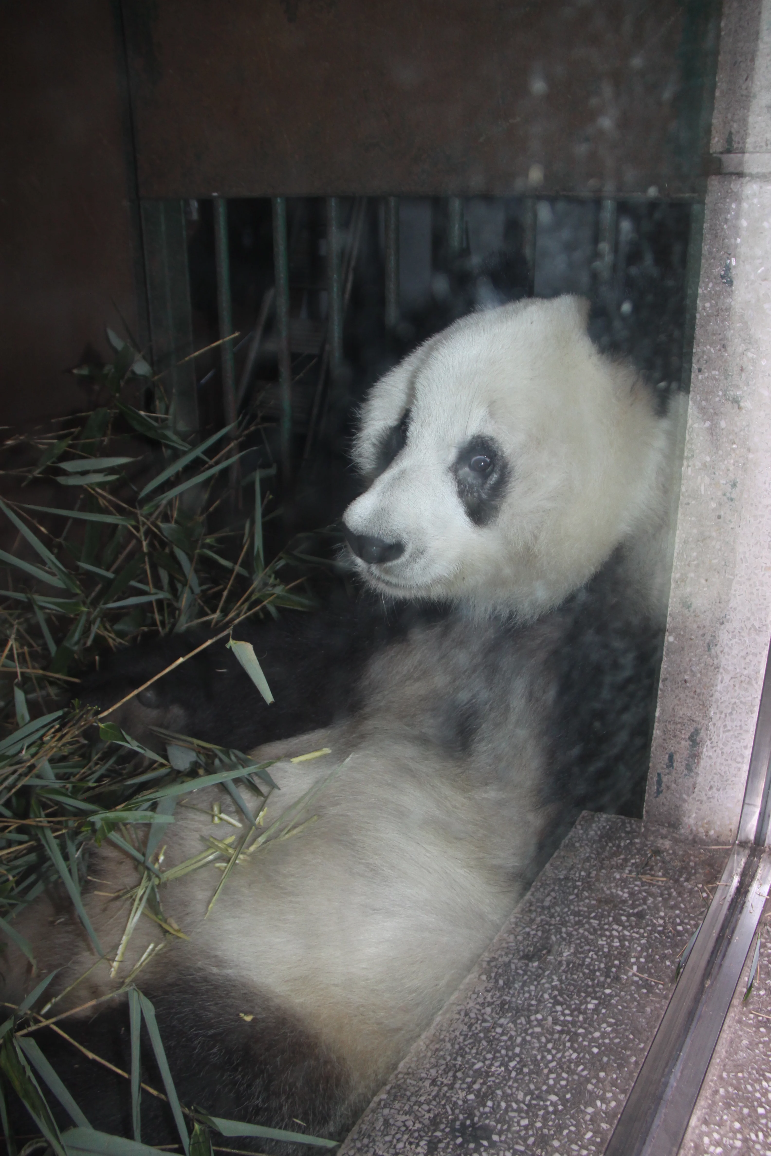Chengdu Zoo