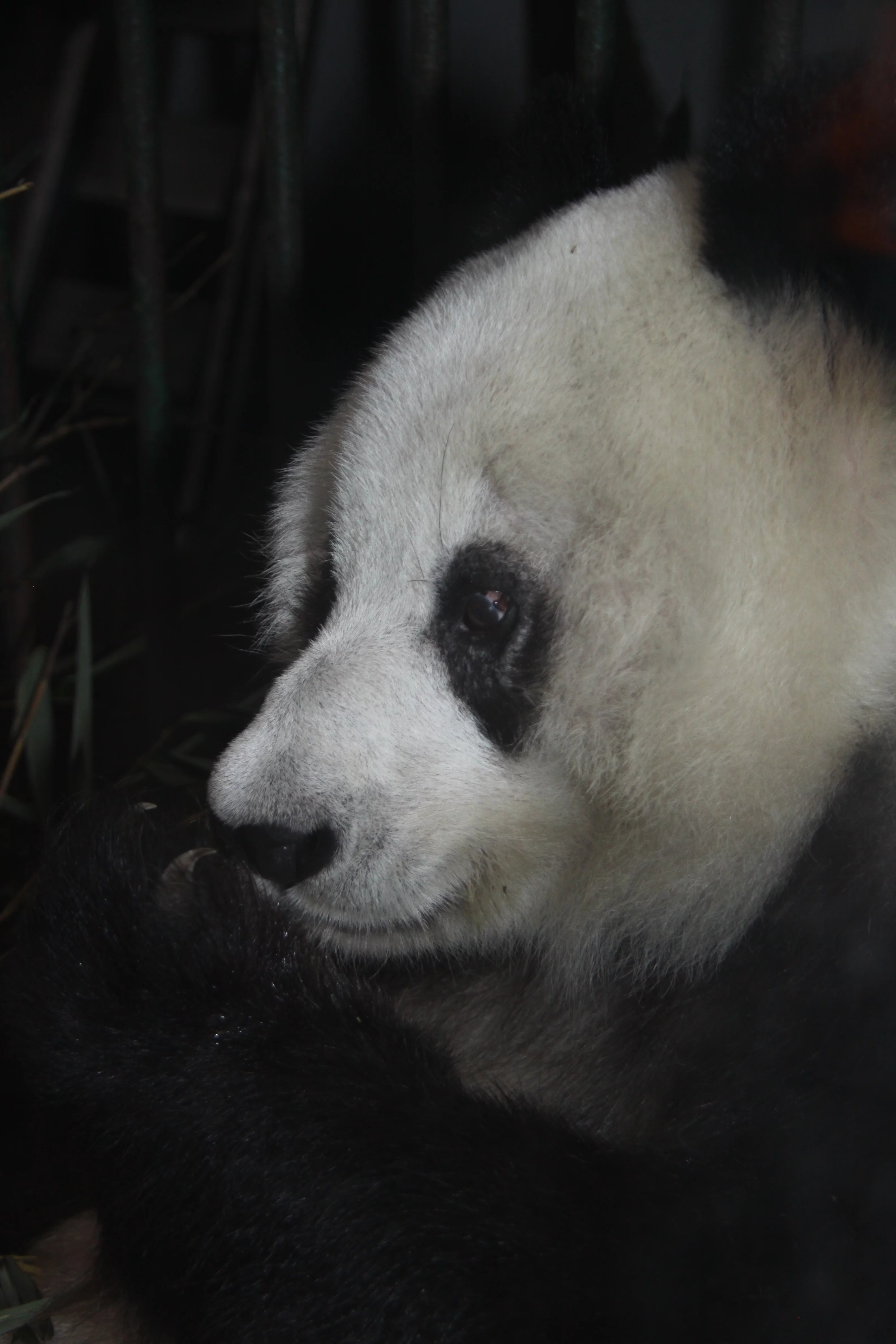 Chengdu Zoo