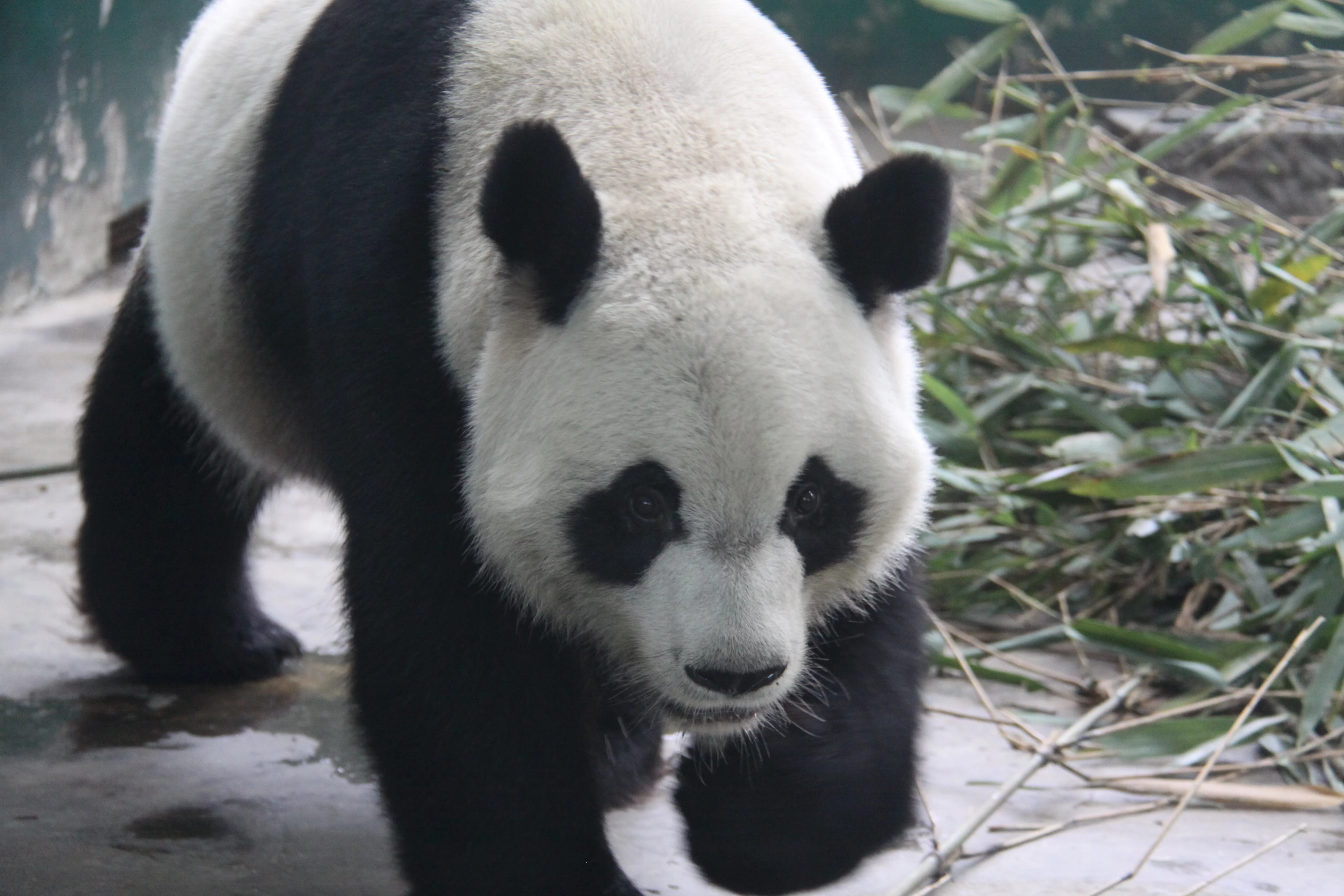 Chengdu Zoo