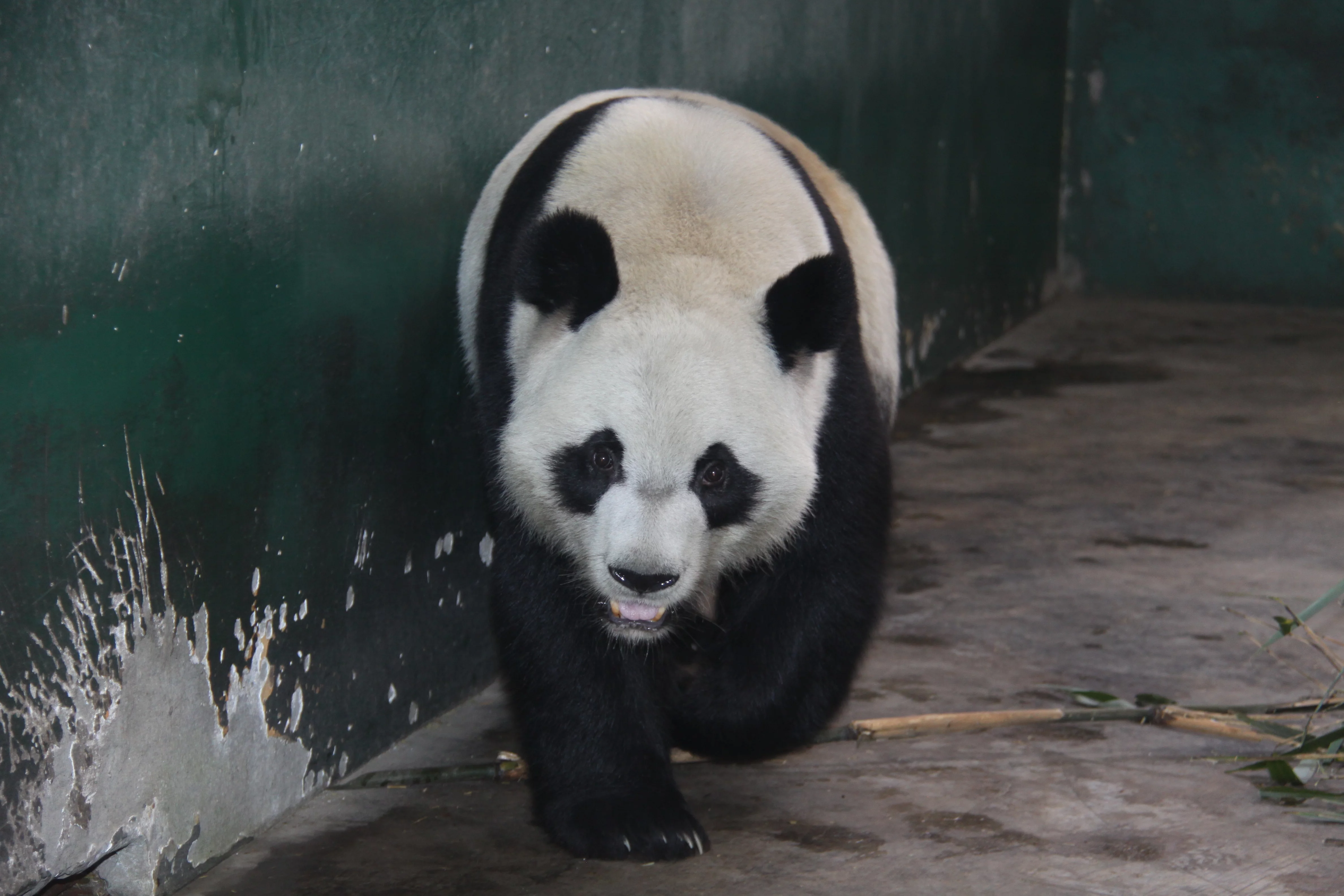 Chengdu Zoo