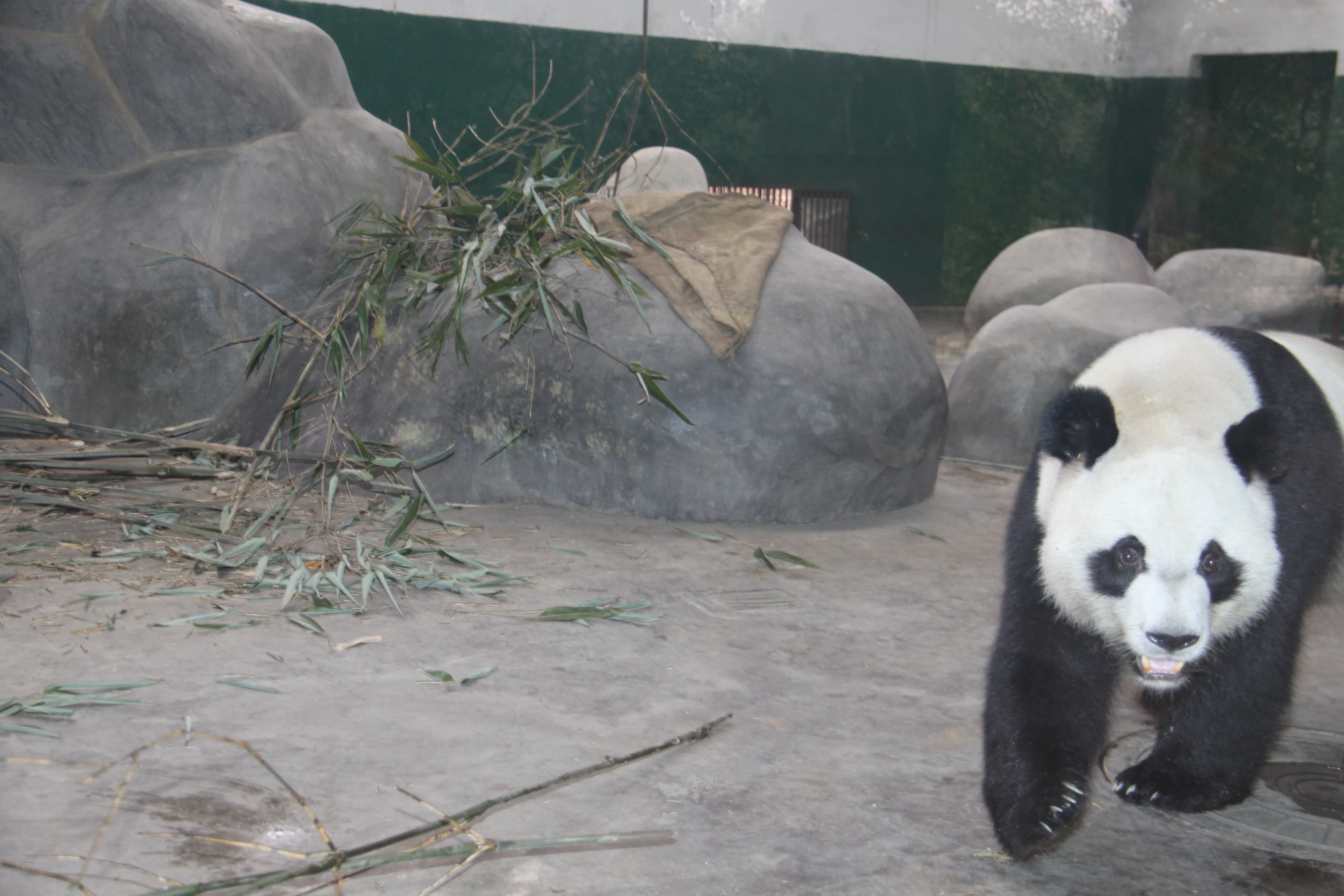 Chengdu Zoo