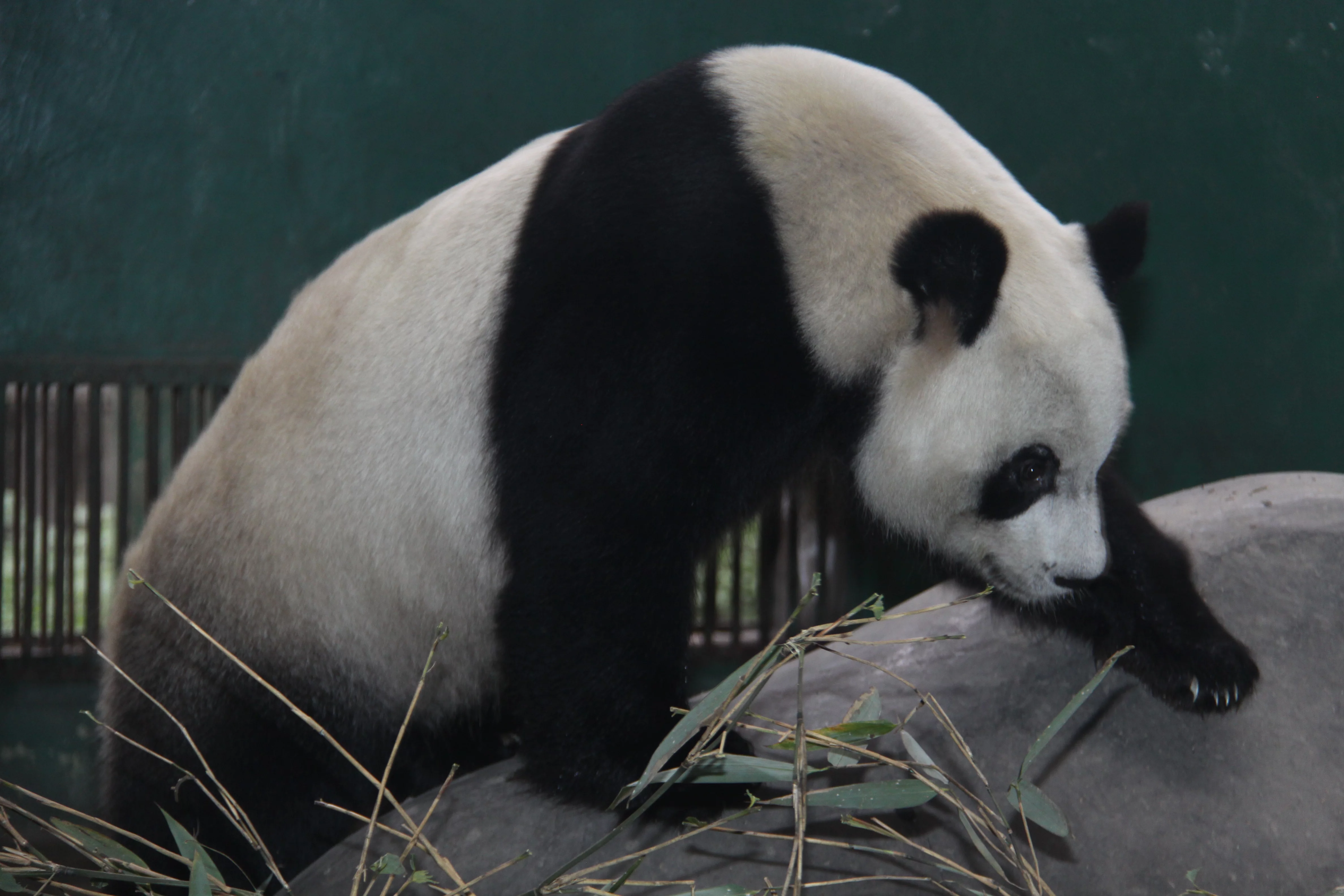 Chengdu Zoo